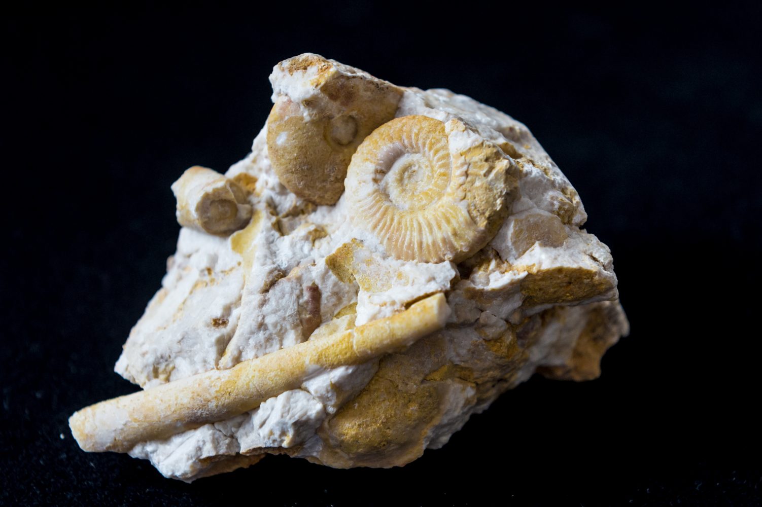 20221117_MuseoGeologicoPredazzo_fossili