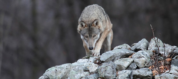 Life Wolfalps