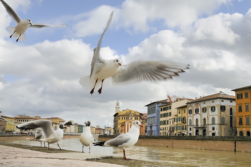 Black-headed Gull in urban habitat - Arno River - Pisa - Tuscany - Italy