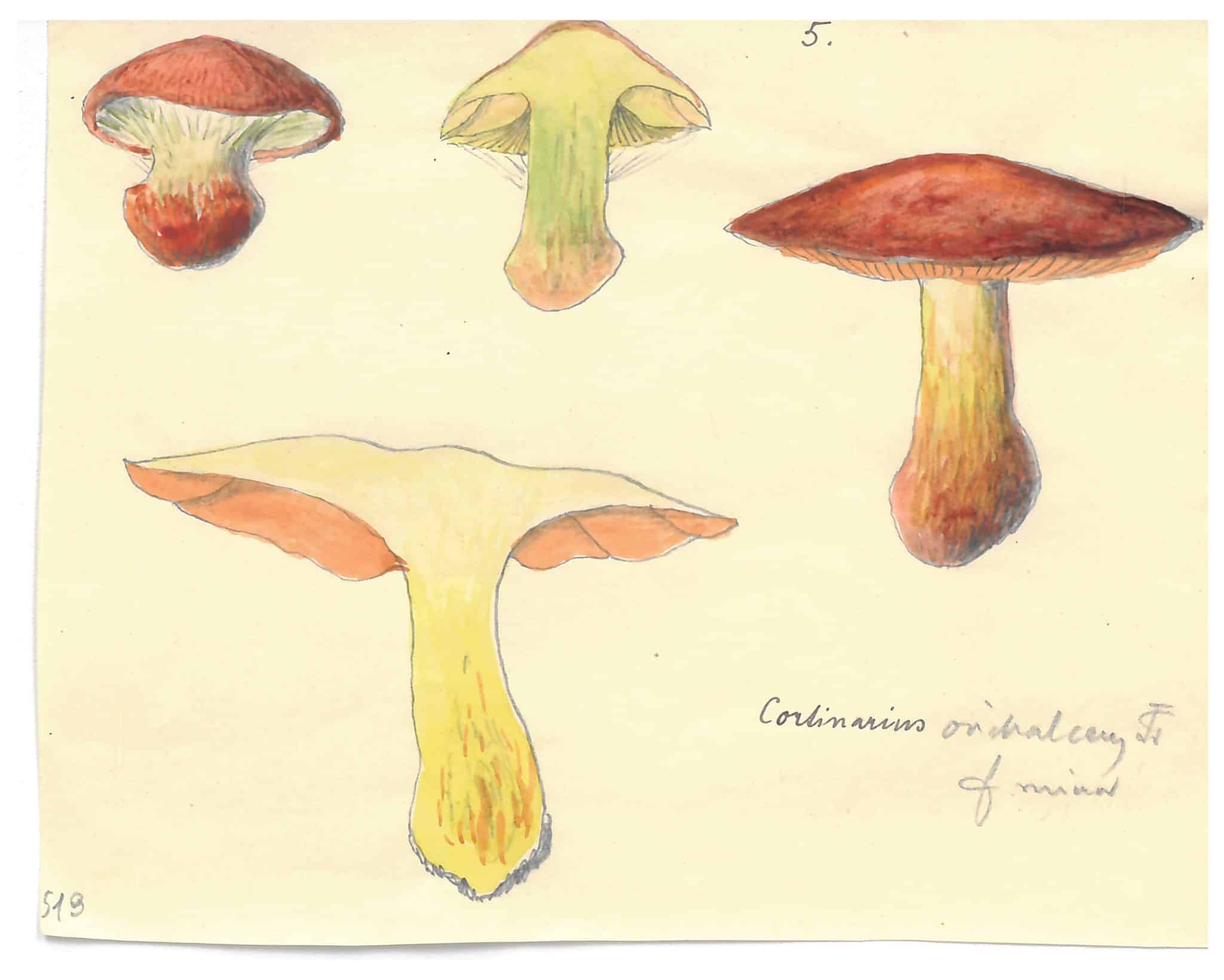 Cortinarius_a posto