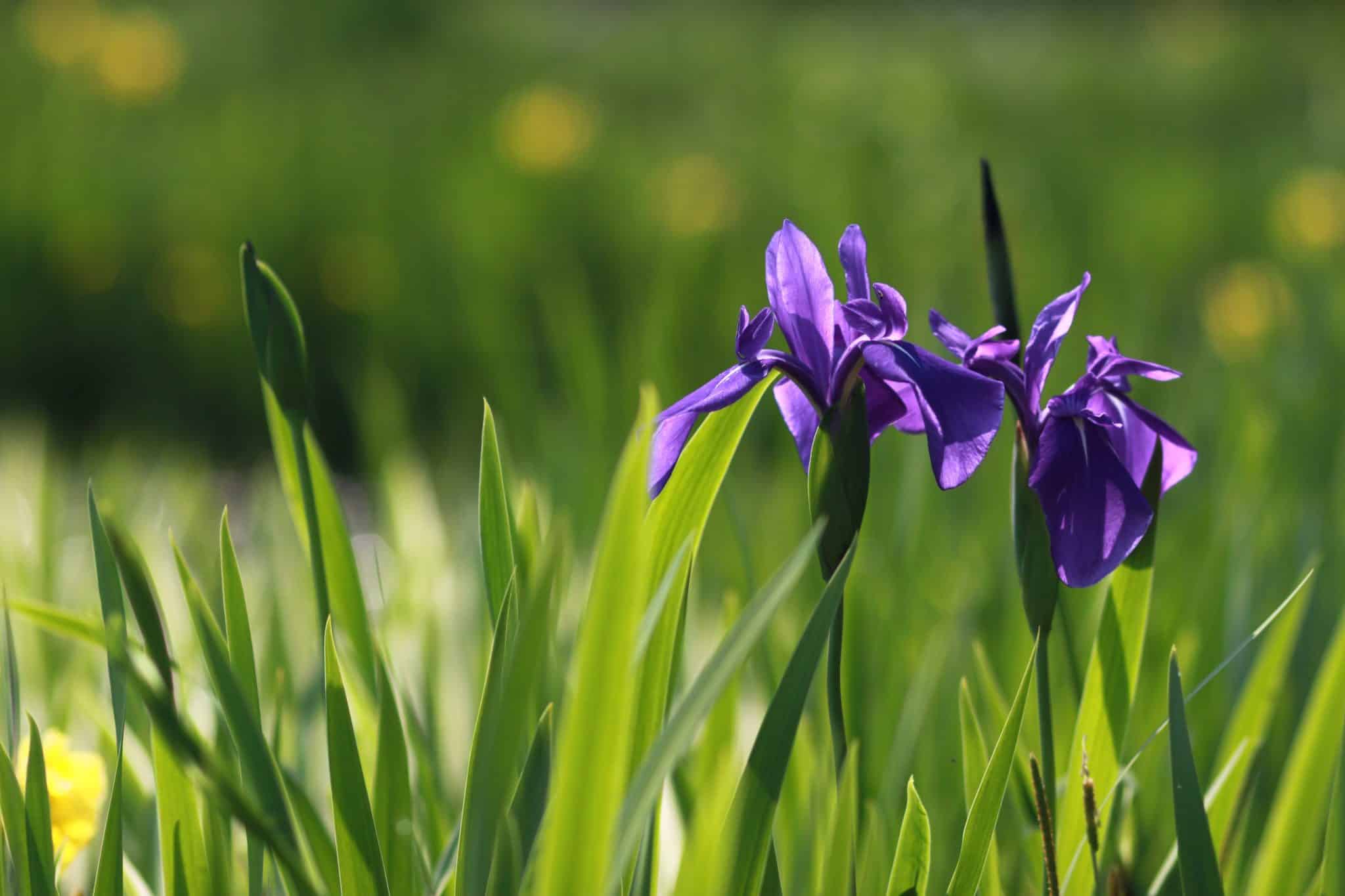 iris il mistero dei fiori viola