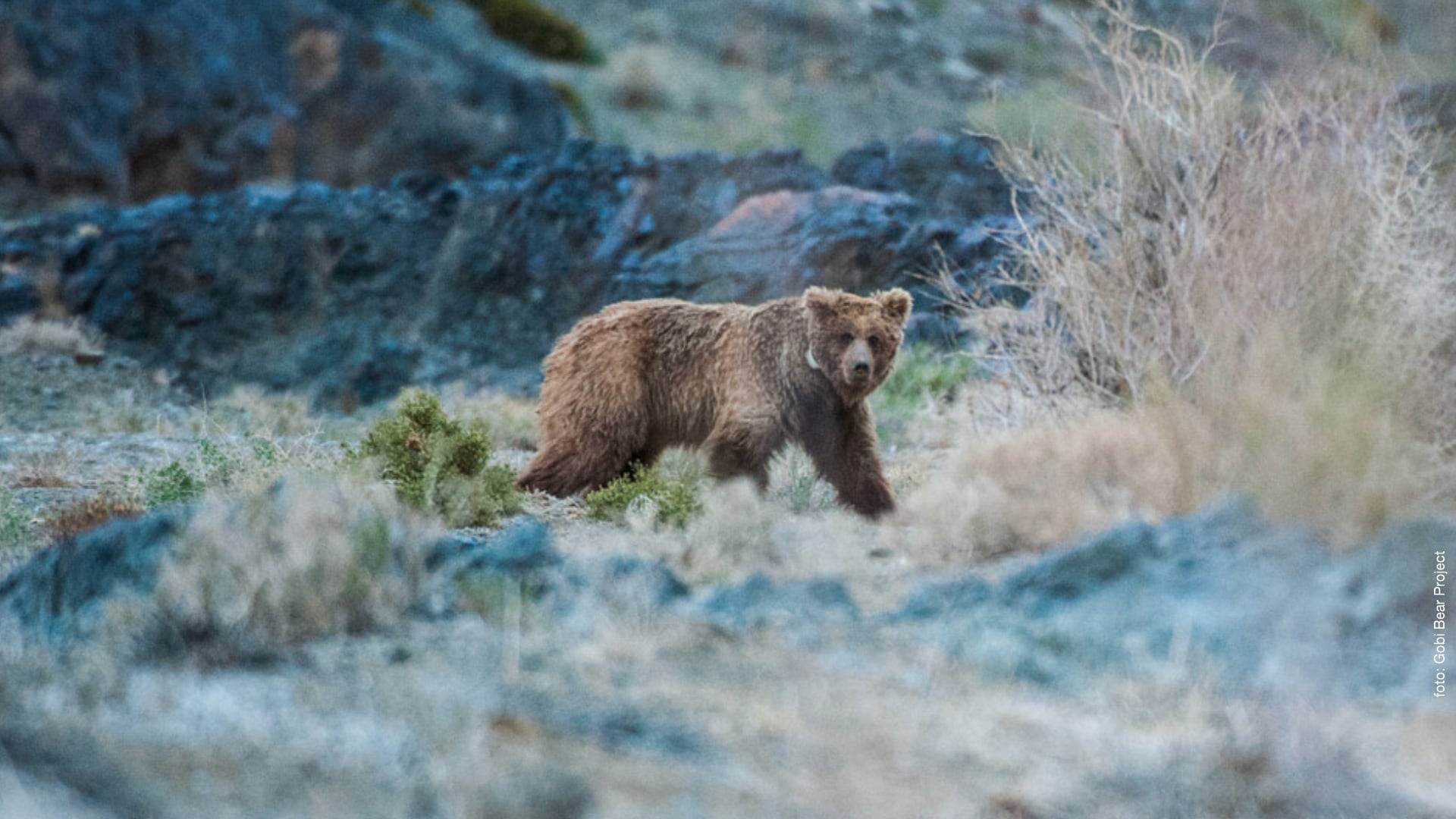 09 immagine pulita 1920x1080 - orso