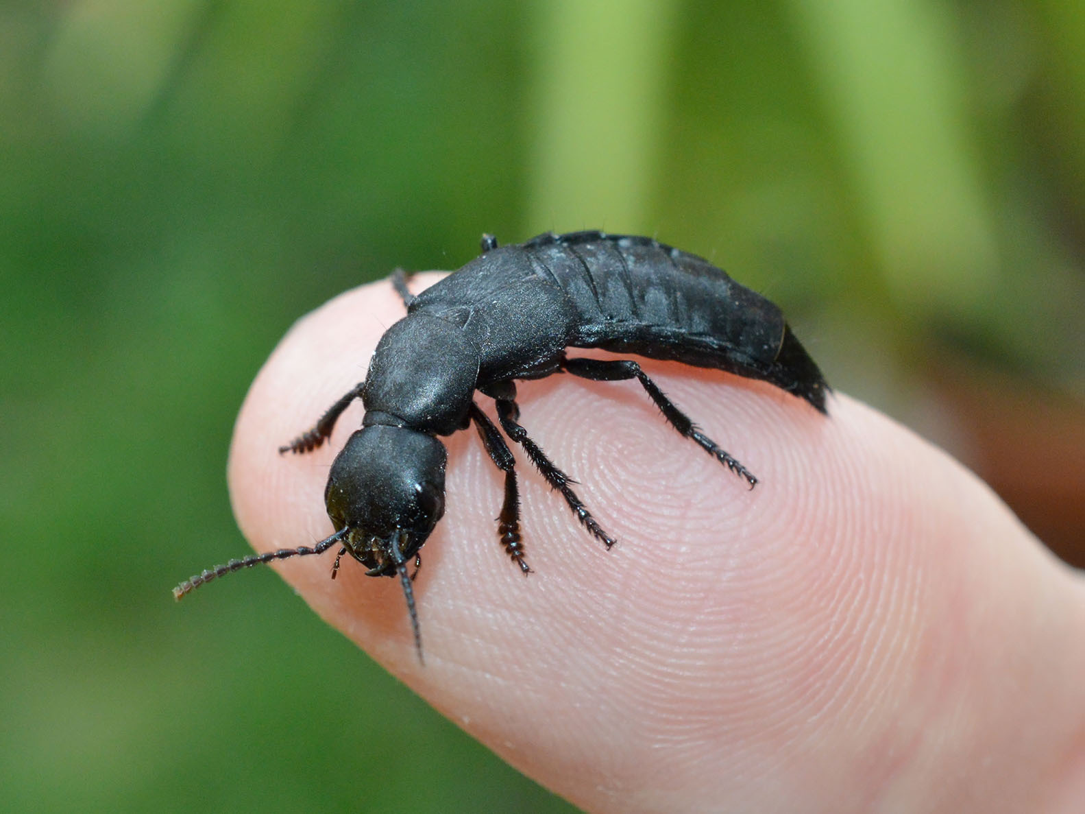 Cocchiere del diavolo