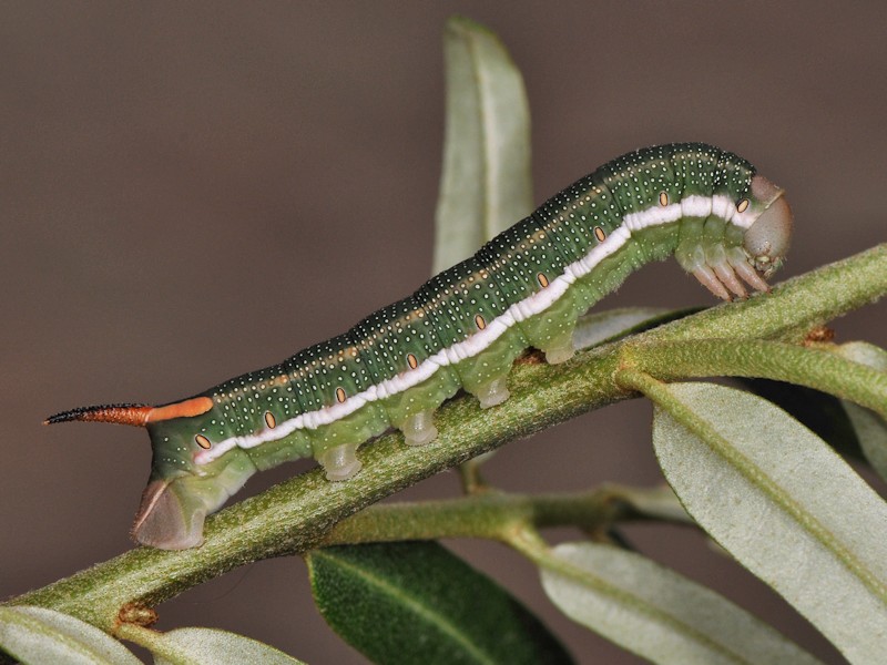 Hyles larva_Paolo Mazzei