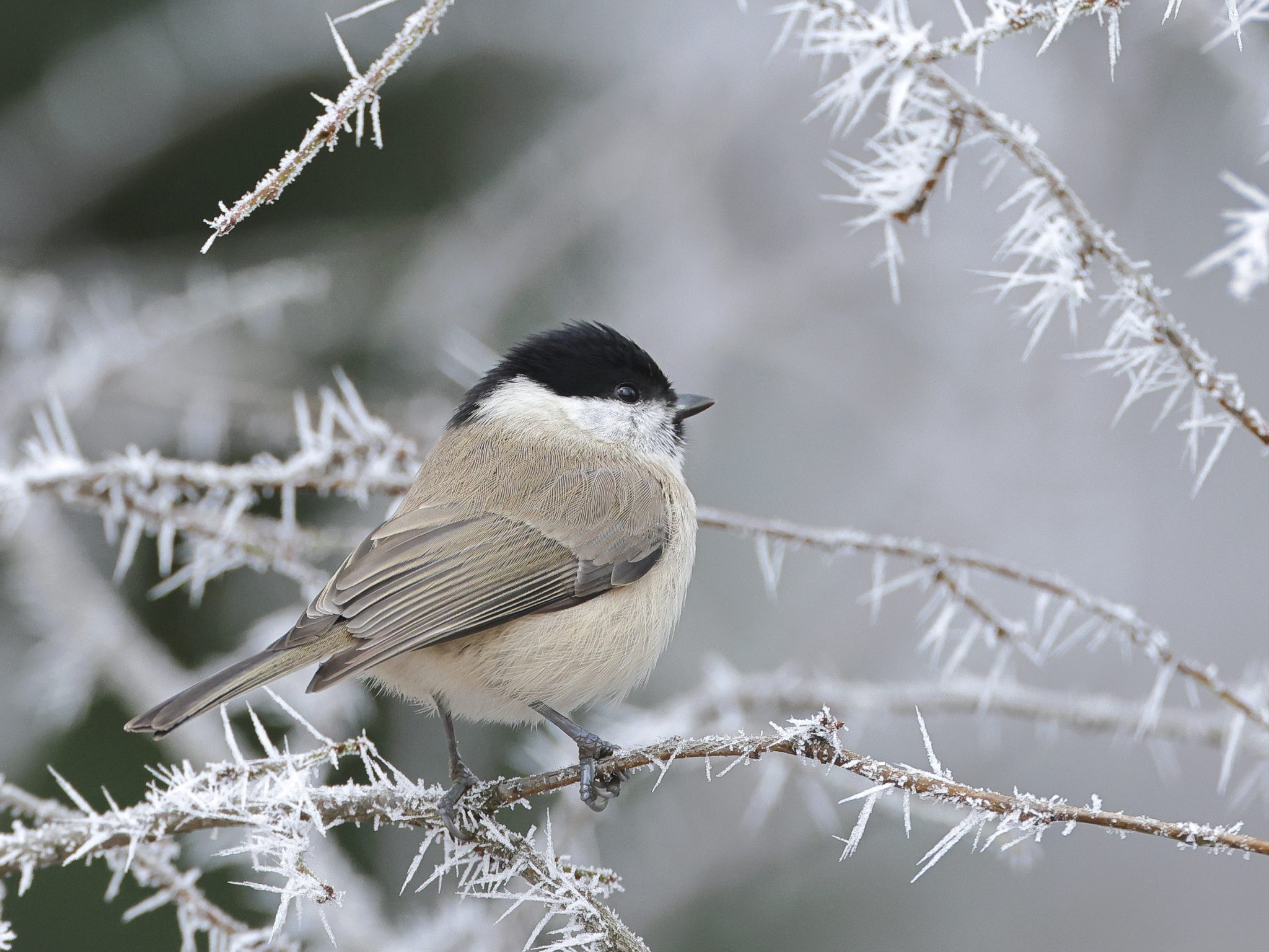 marsh-tit-7664312
