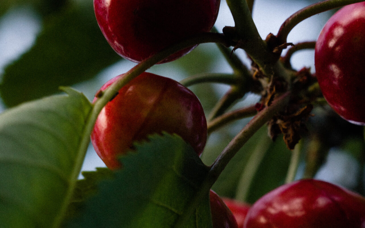 Copia di 1280x800 (5)