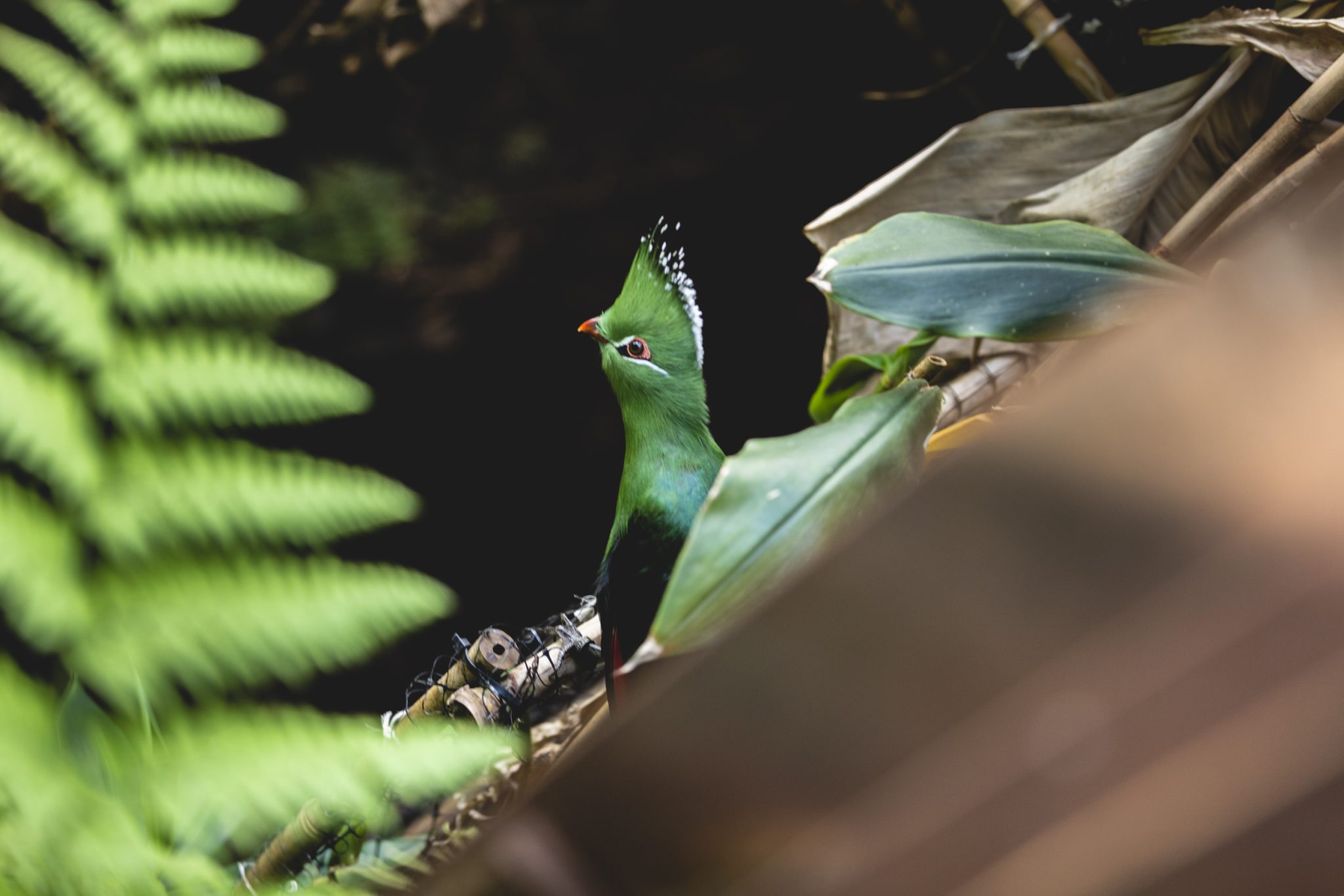 Muse_2024_Farfalle_MichelePurin_Web_8 (1)