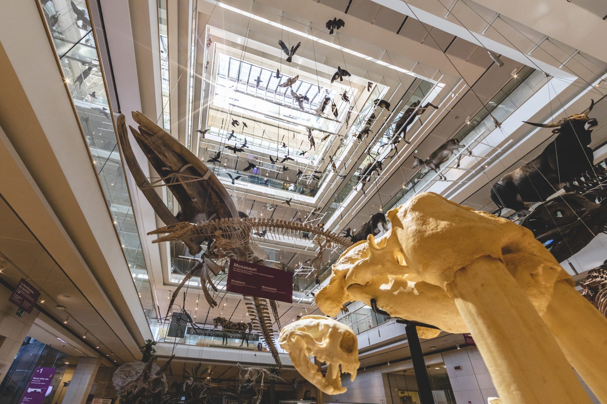 Muse_ArcheoParty_MichelePurin_HD_88