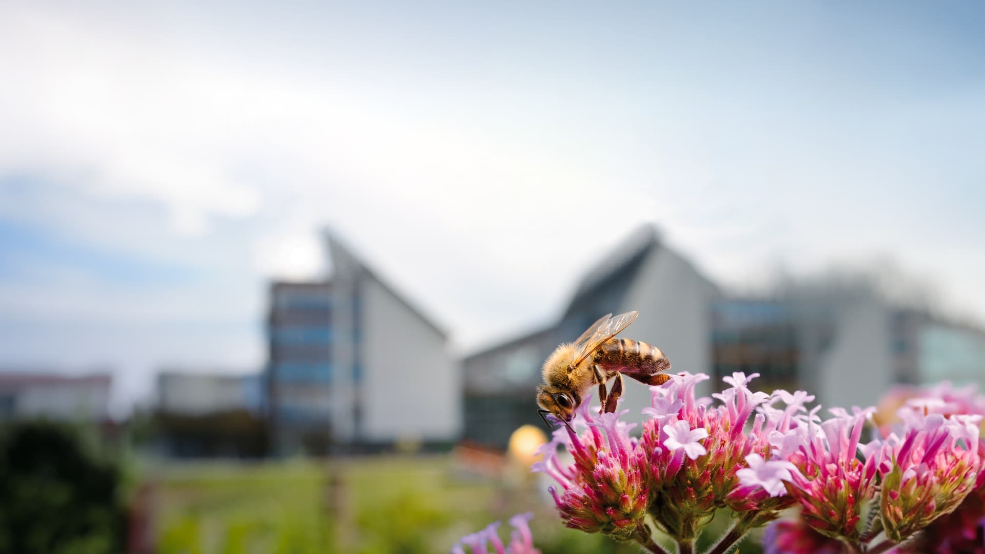 ACT4BEES