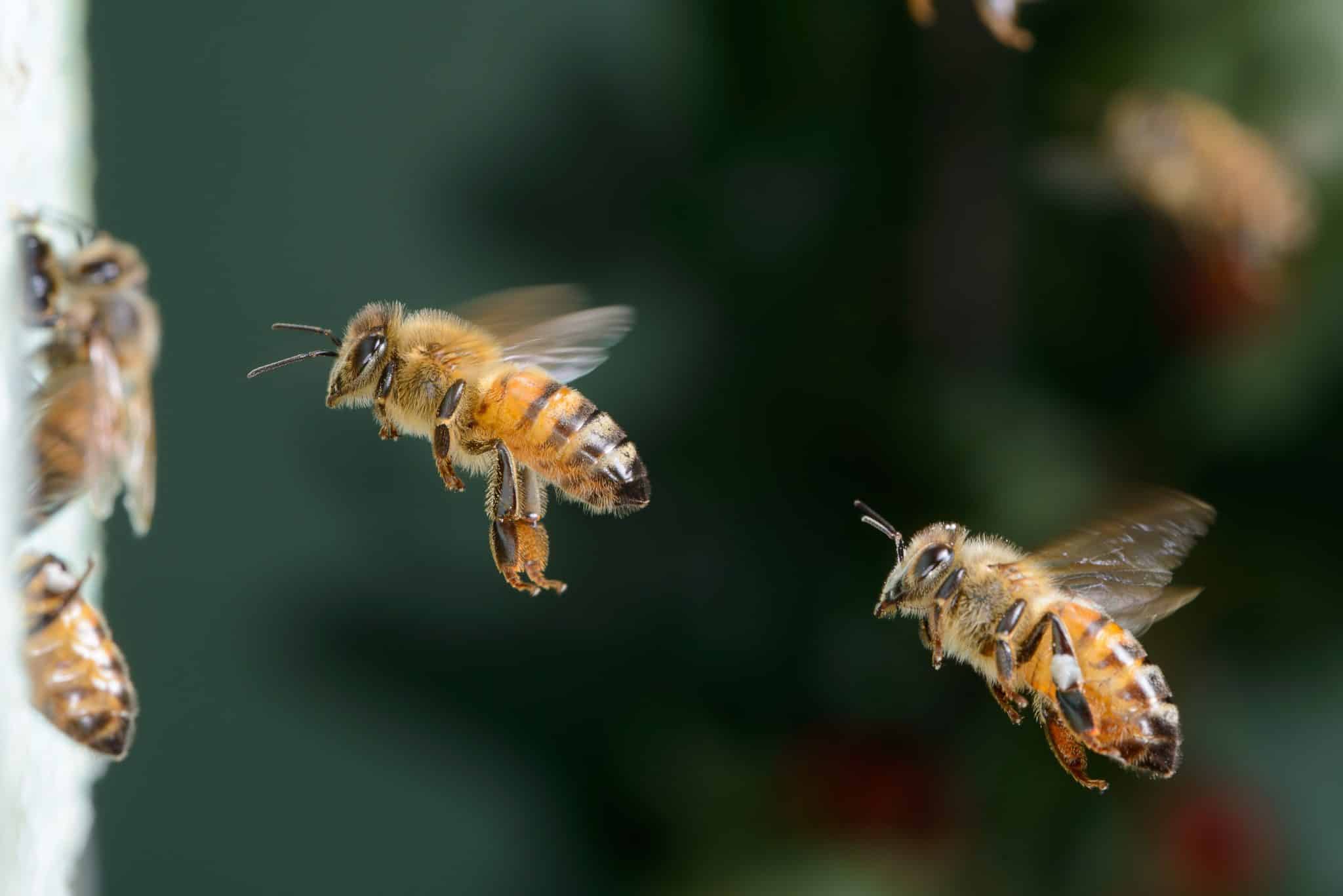 ACT4BEES
