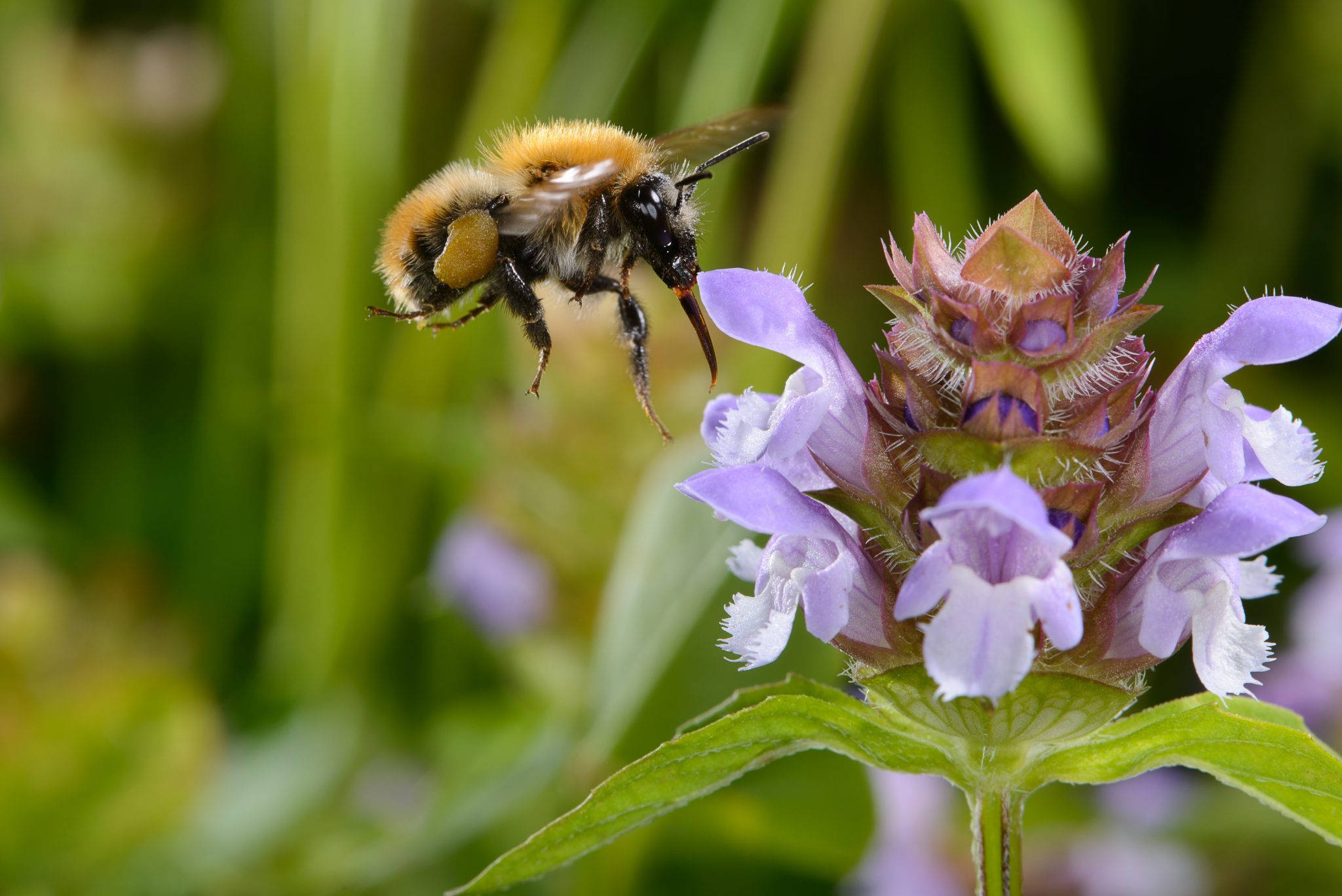 lm200624-0657_6mpx (1)