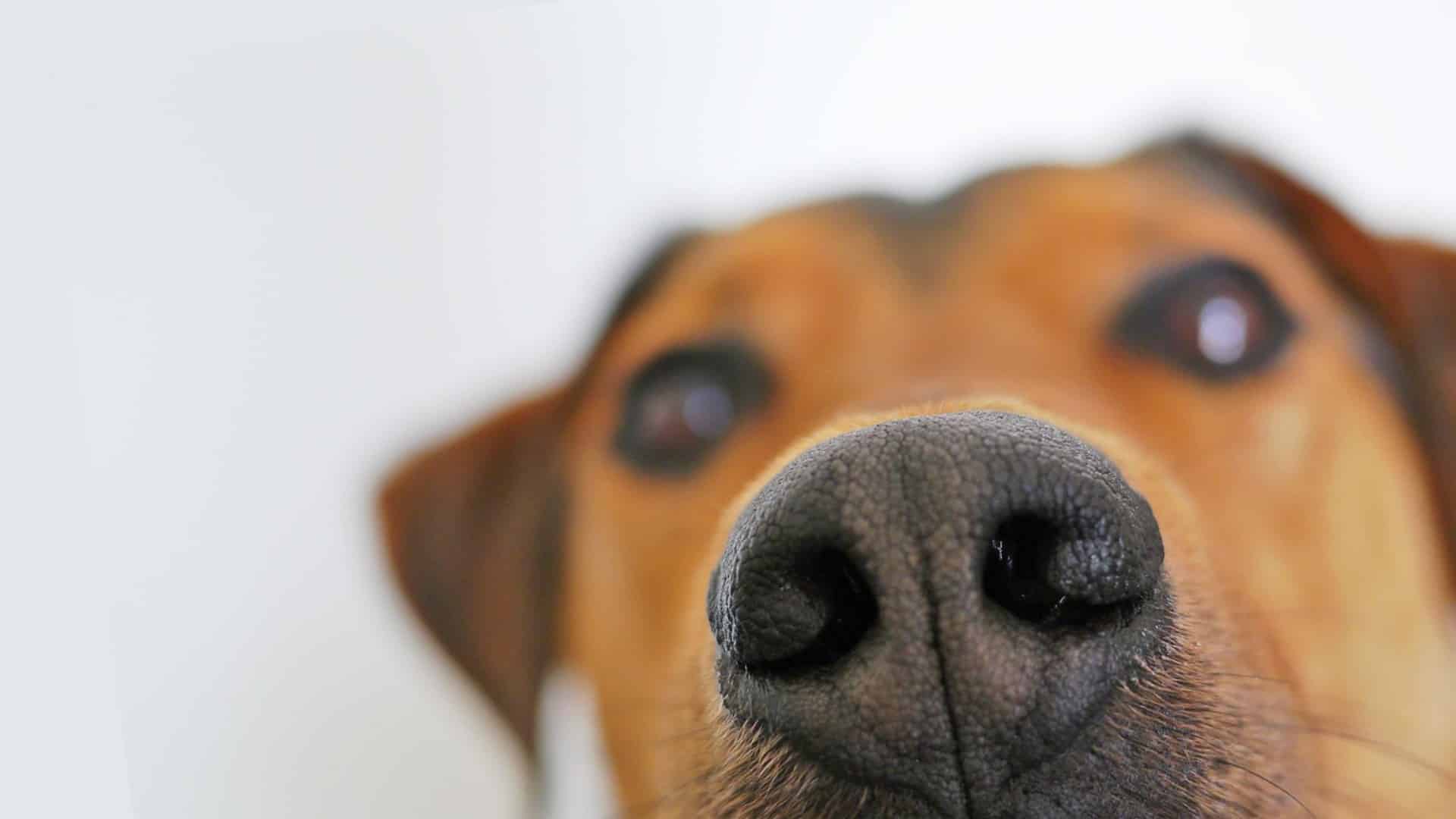 Se ti fiuto ti aiuto!