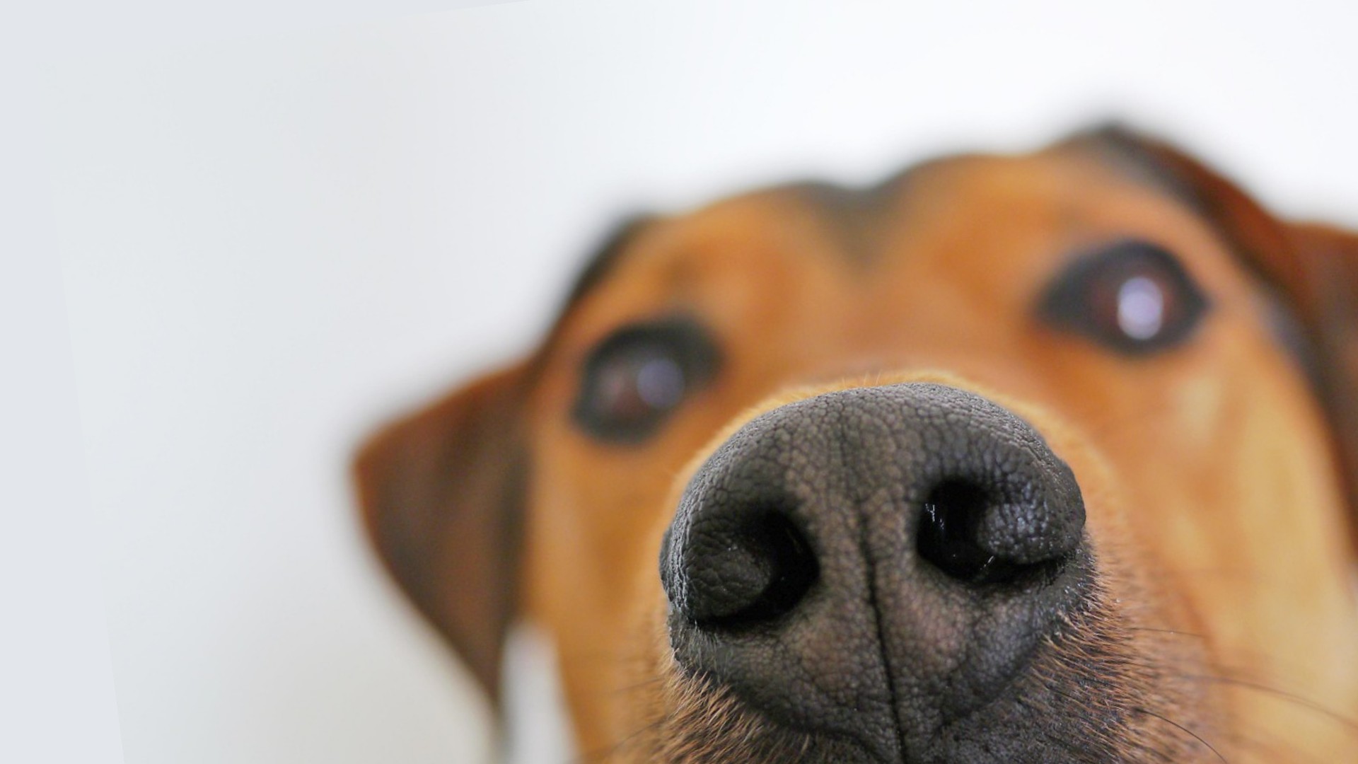 067 Se ti fiuto ti aiuto - visual pulito