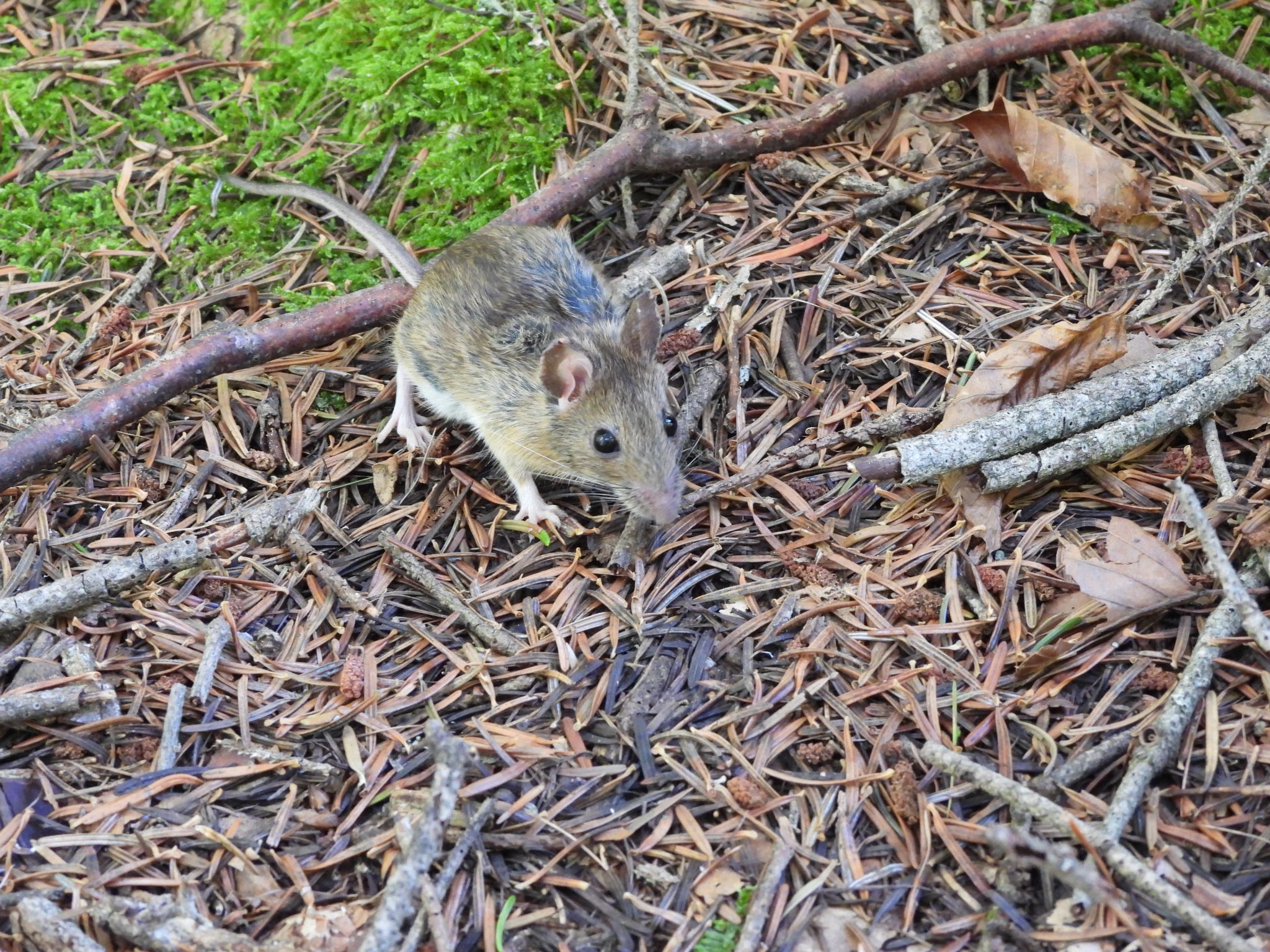 Storie di ricerca sul campo. Tra tronchi caduti, la ripresa della biodiversità