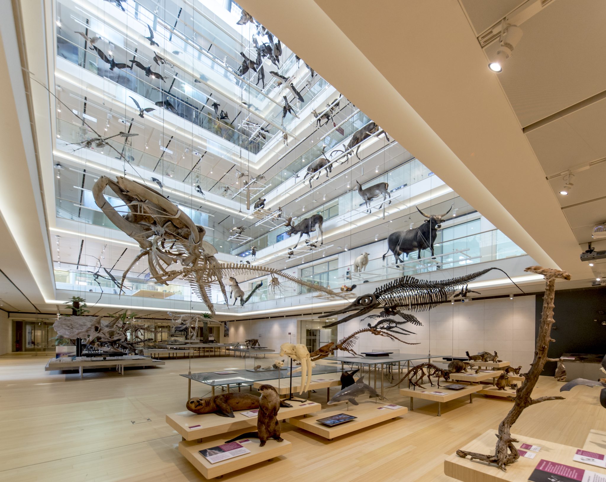 foto Matteo De Stefano alta