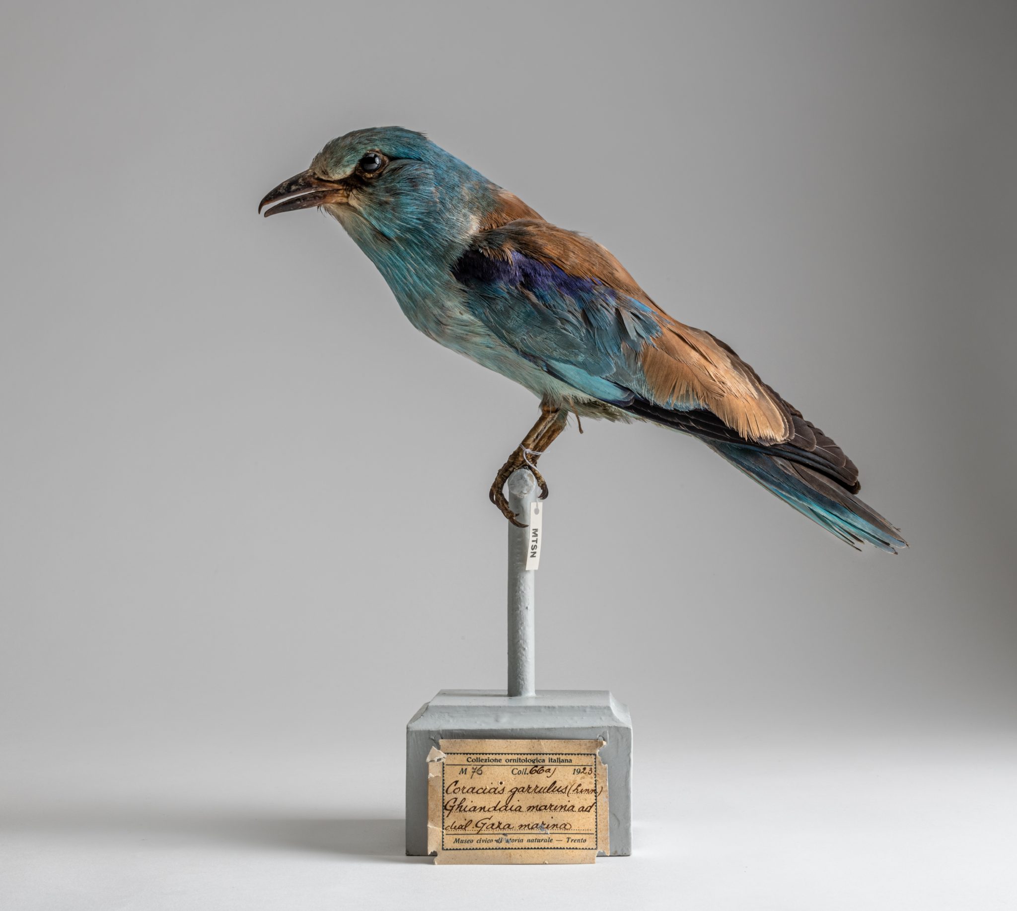 08_MUSE-VER 02494_DSC8766