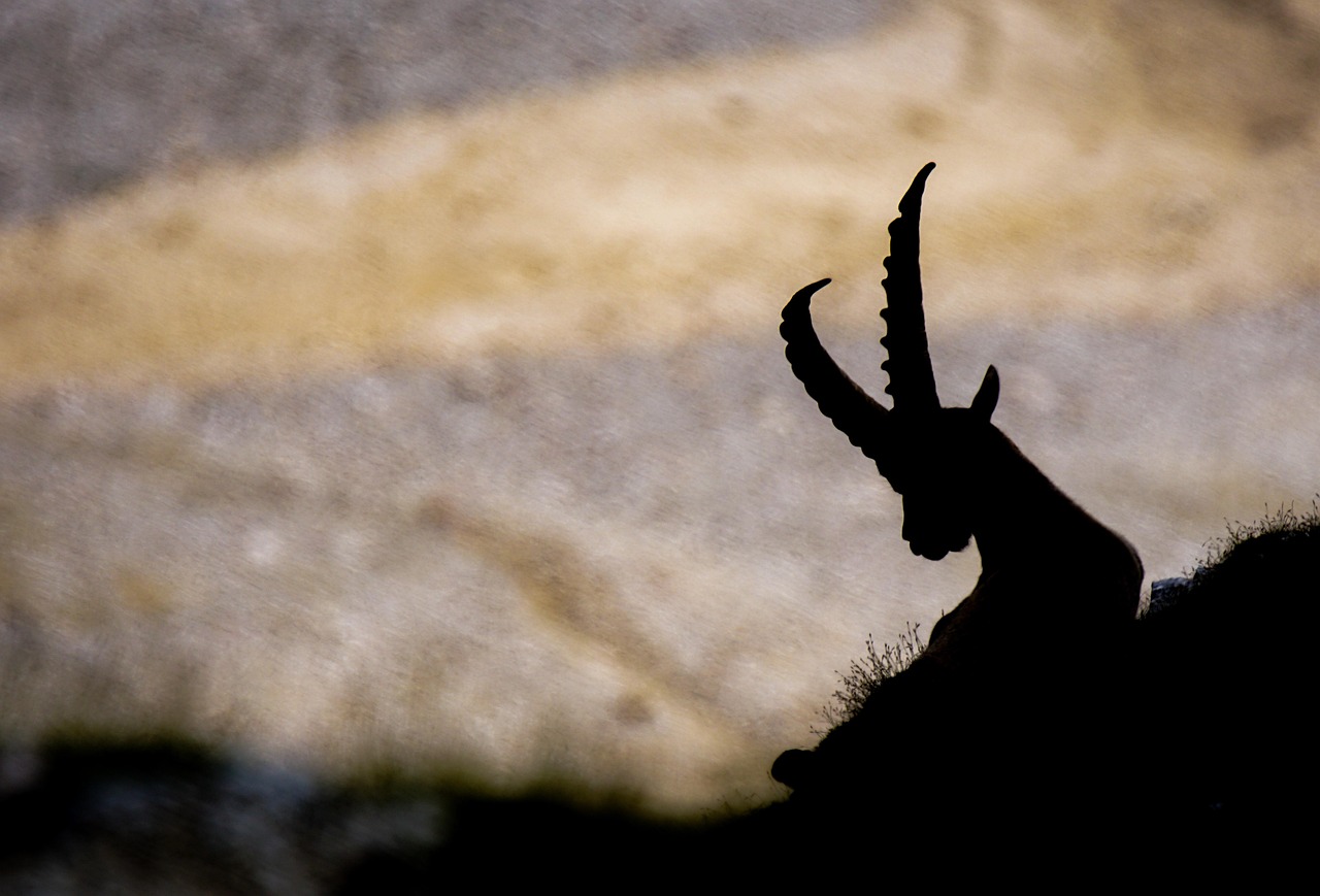 La lunga storia dello stambecco, tra estinzioni, reintroduzioni e remote presenze
