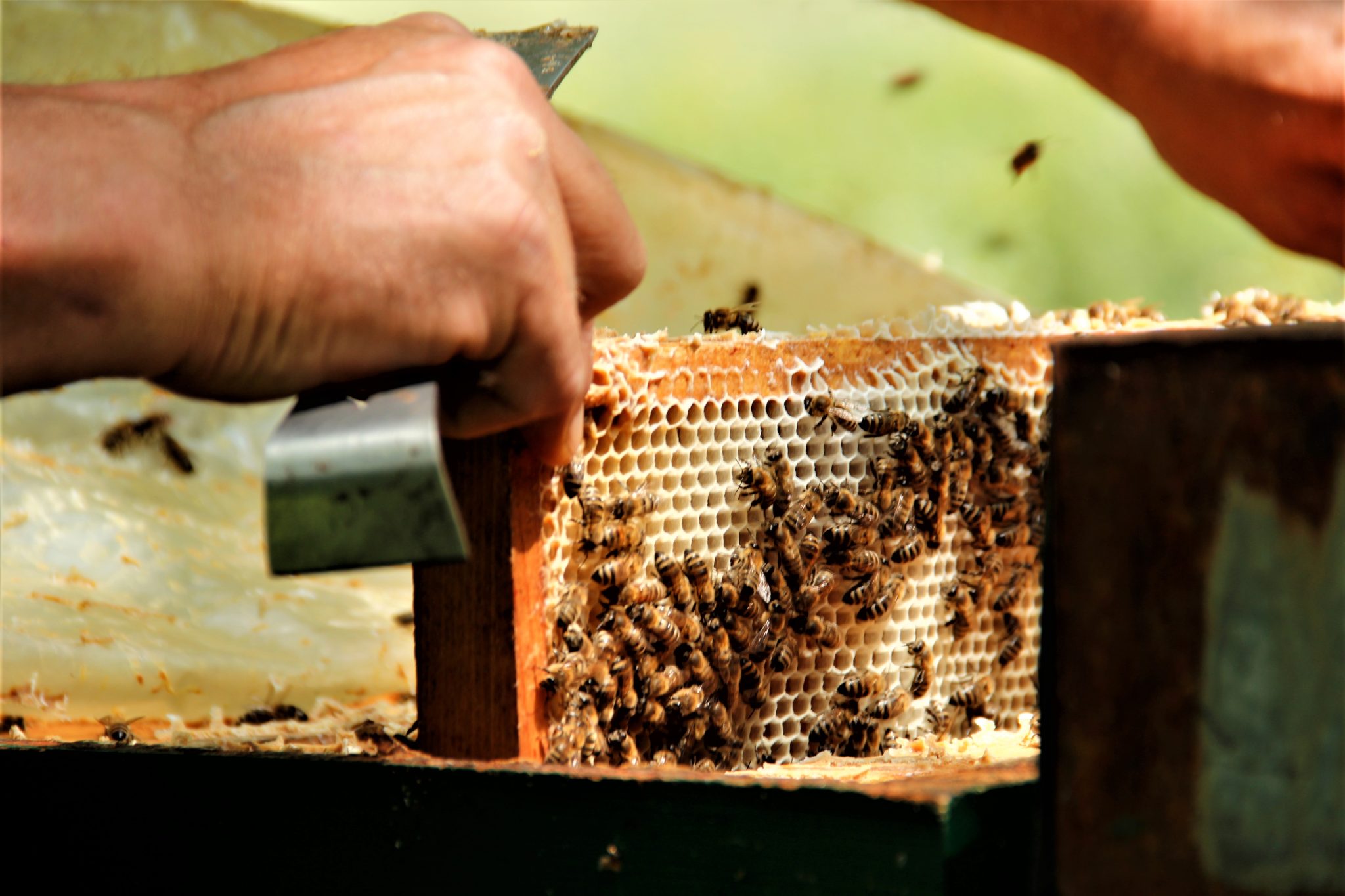 Oltre la dolcezza. Assaggio multisensoriale di miele