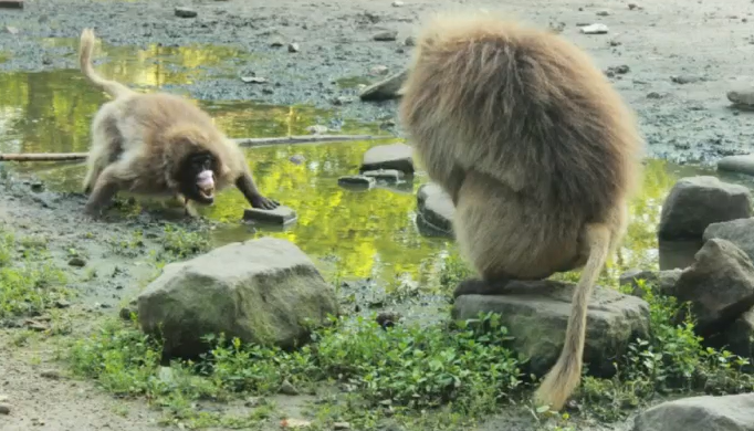 Facciamo pace? Conflitti e strategie per risolverli nei primati 