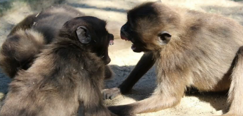 Facciamo pace? Conflitti e strategie per risolverli nei primati 