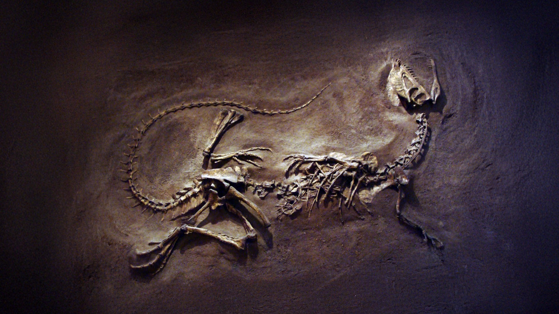 07 Paleoday 2026 - visual pulito