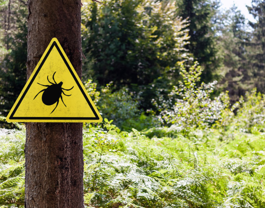“Oltre la foresta abbattuta”: il primo appuntamento del 2026 dei Talk biodiversi