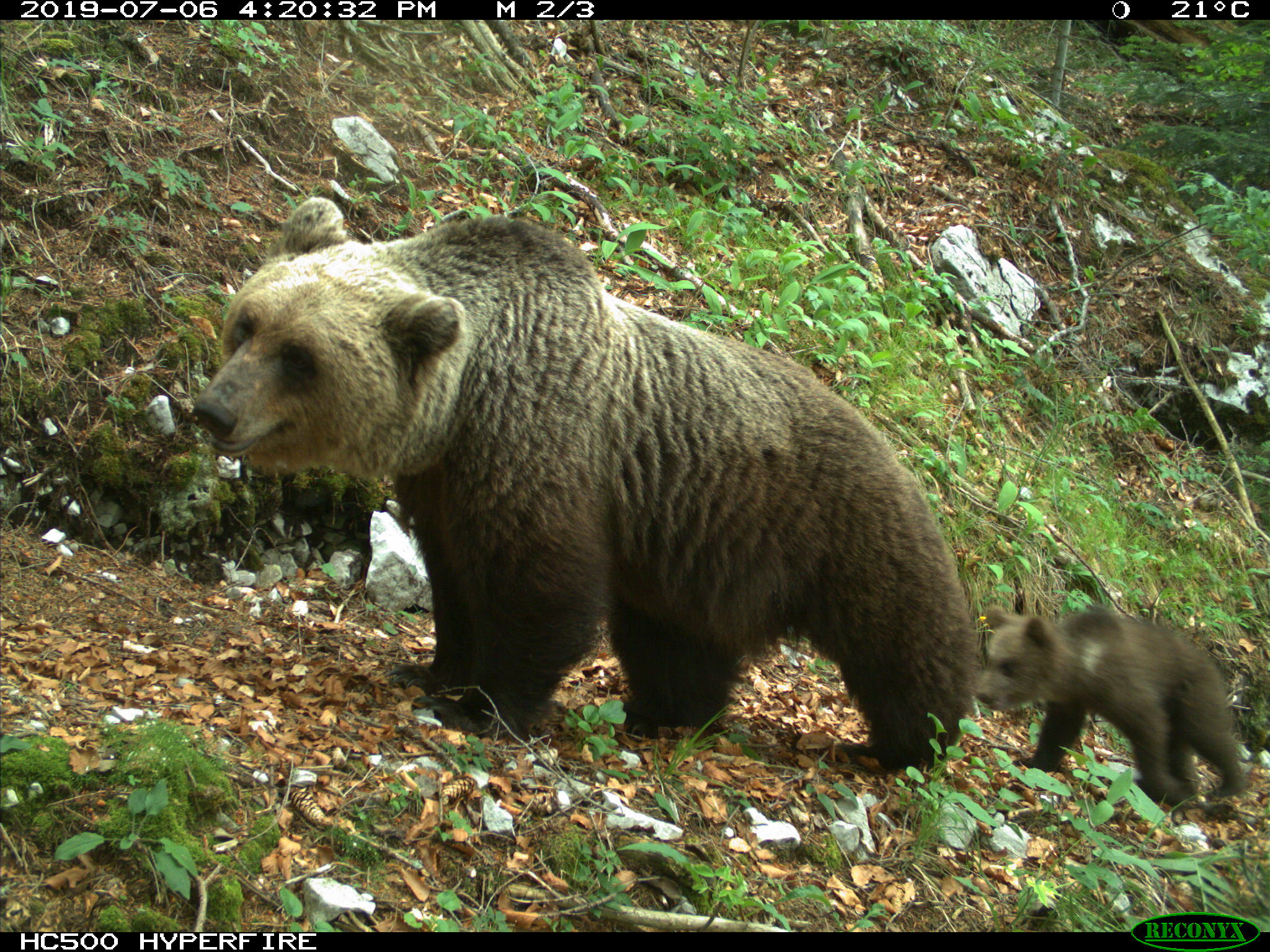 Monitoraggio popolazione di orso bruno delle Alpi centrali