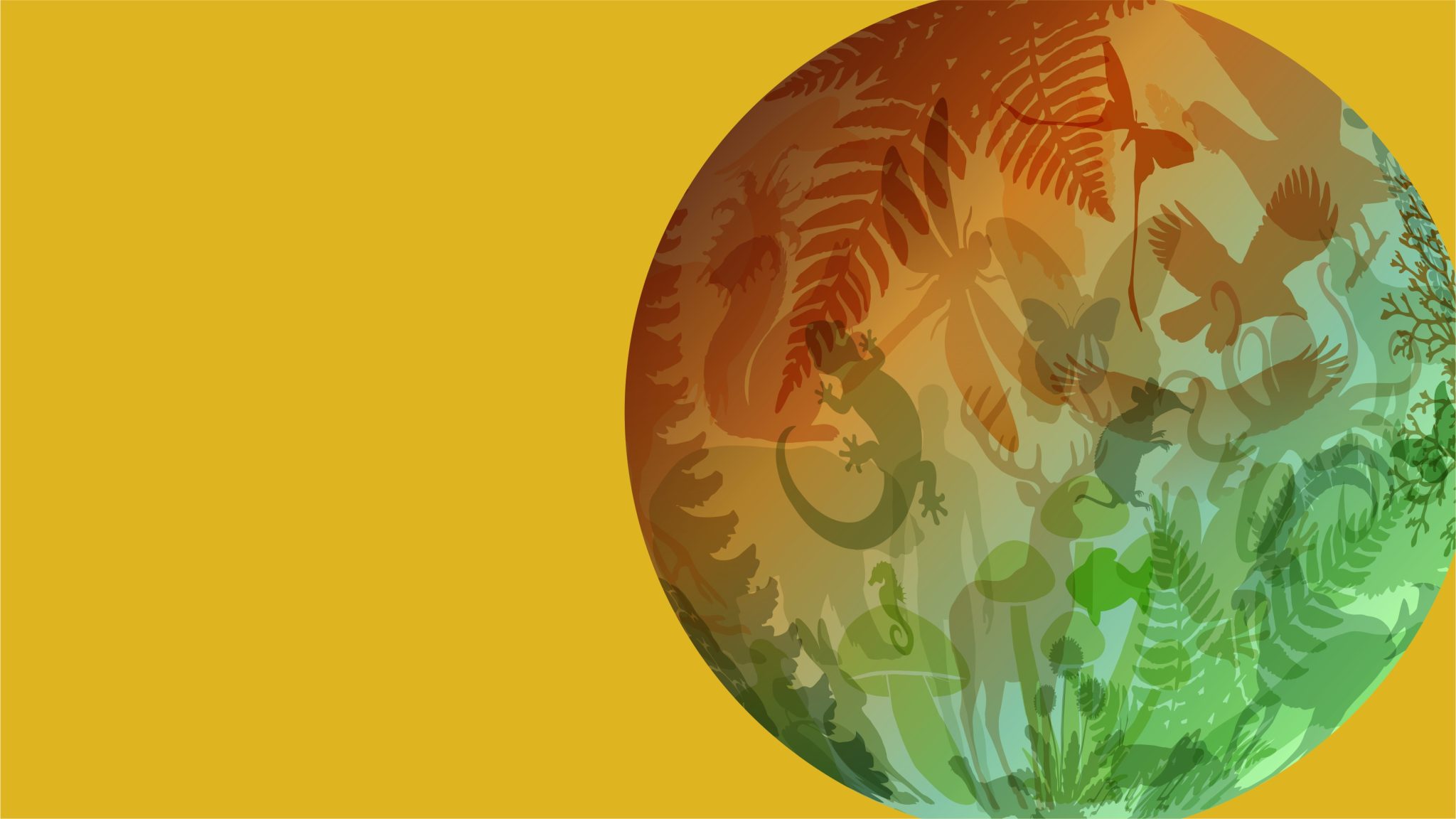 Foresta tropicale montana