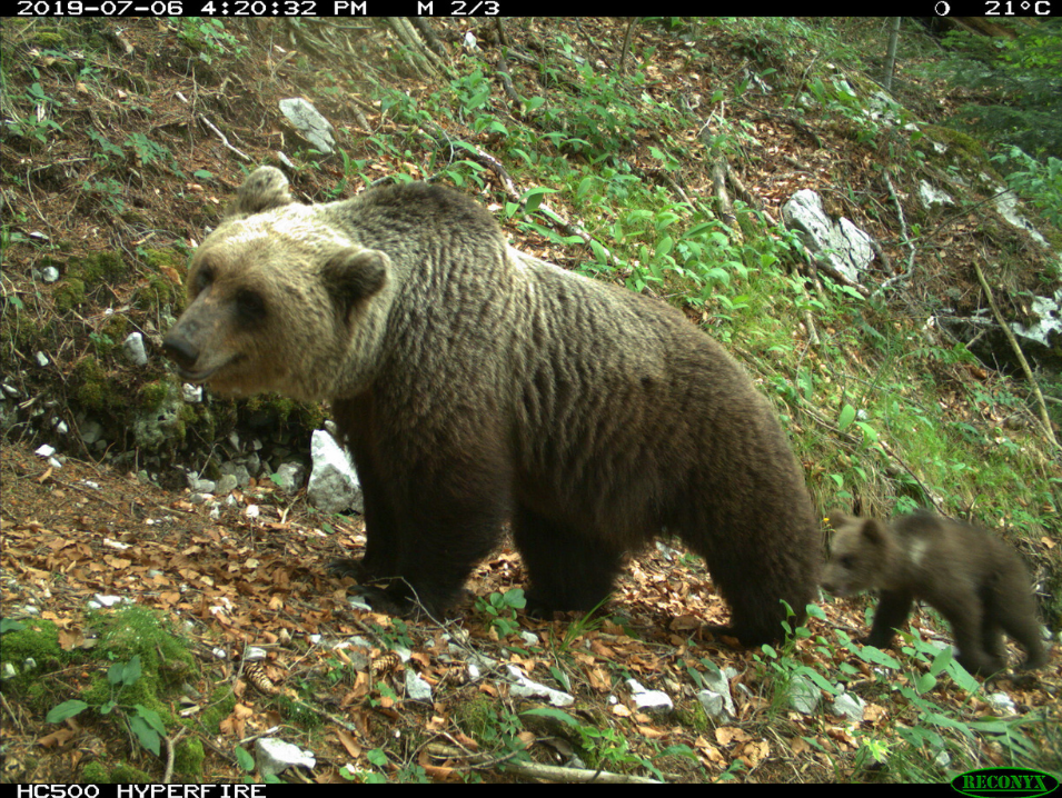 Monitoraggio popolazione di orso bruno delle Alpi centrali