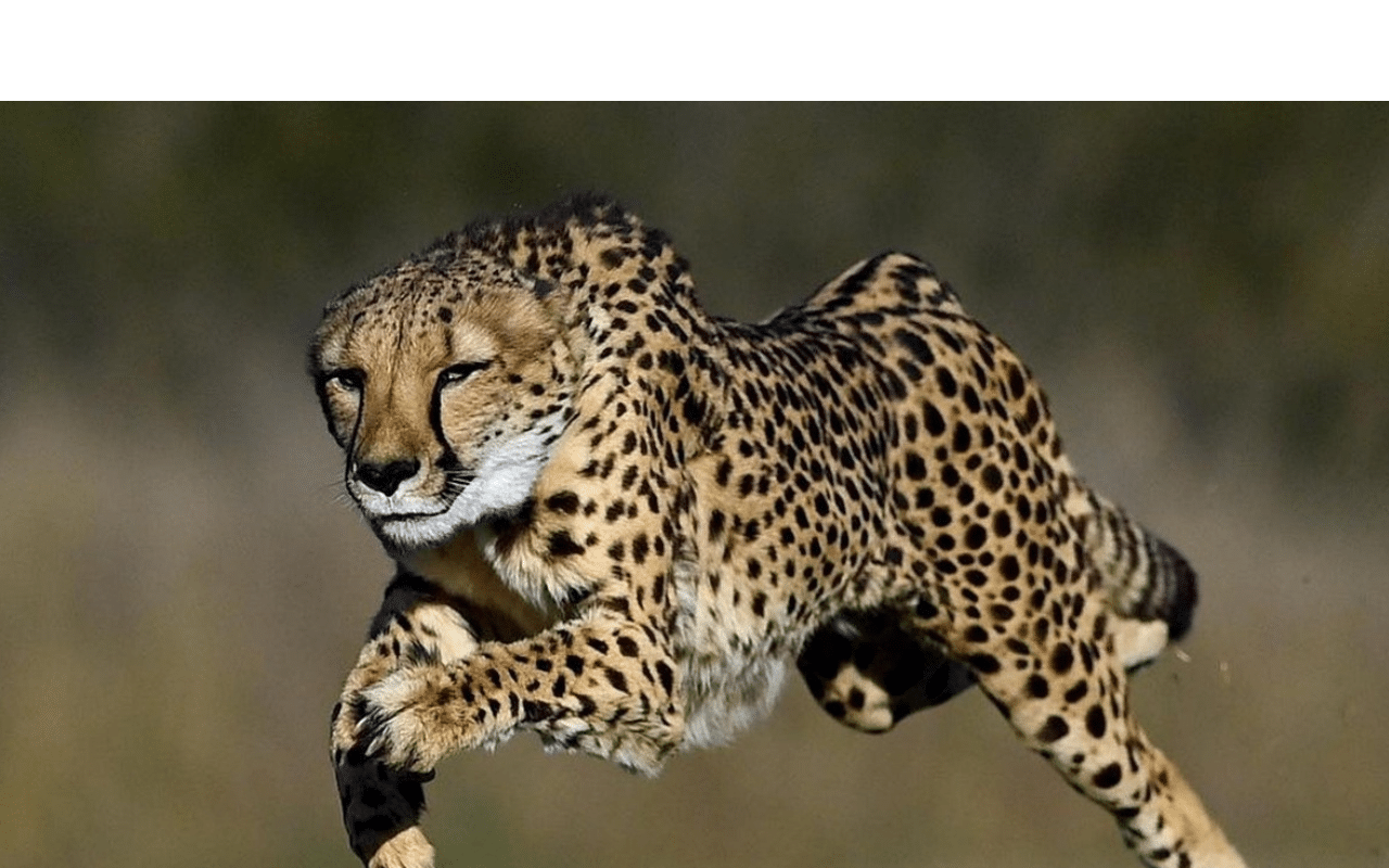 Copia di 1280x800 (5)