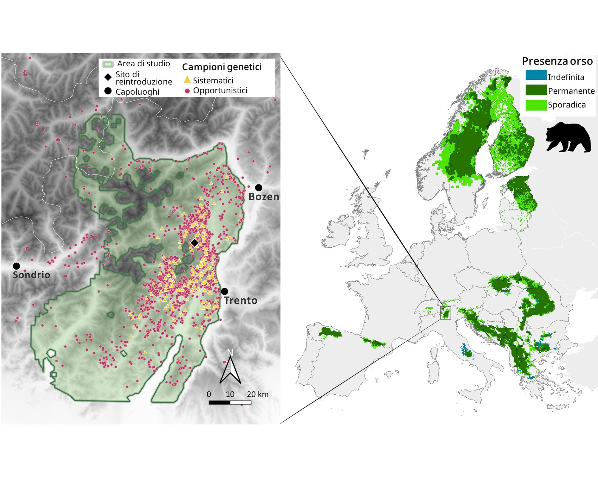 Monitoraggio popolazione di orso bruno delle Alpi centrali