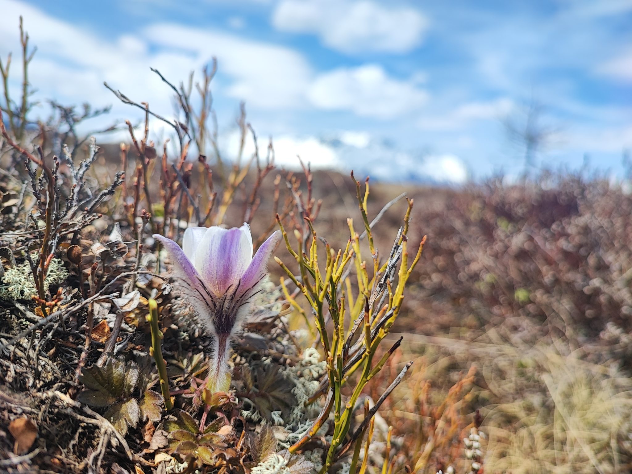 Vita in alta quota, tra adattamenti e fragilità