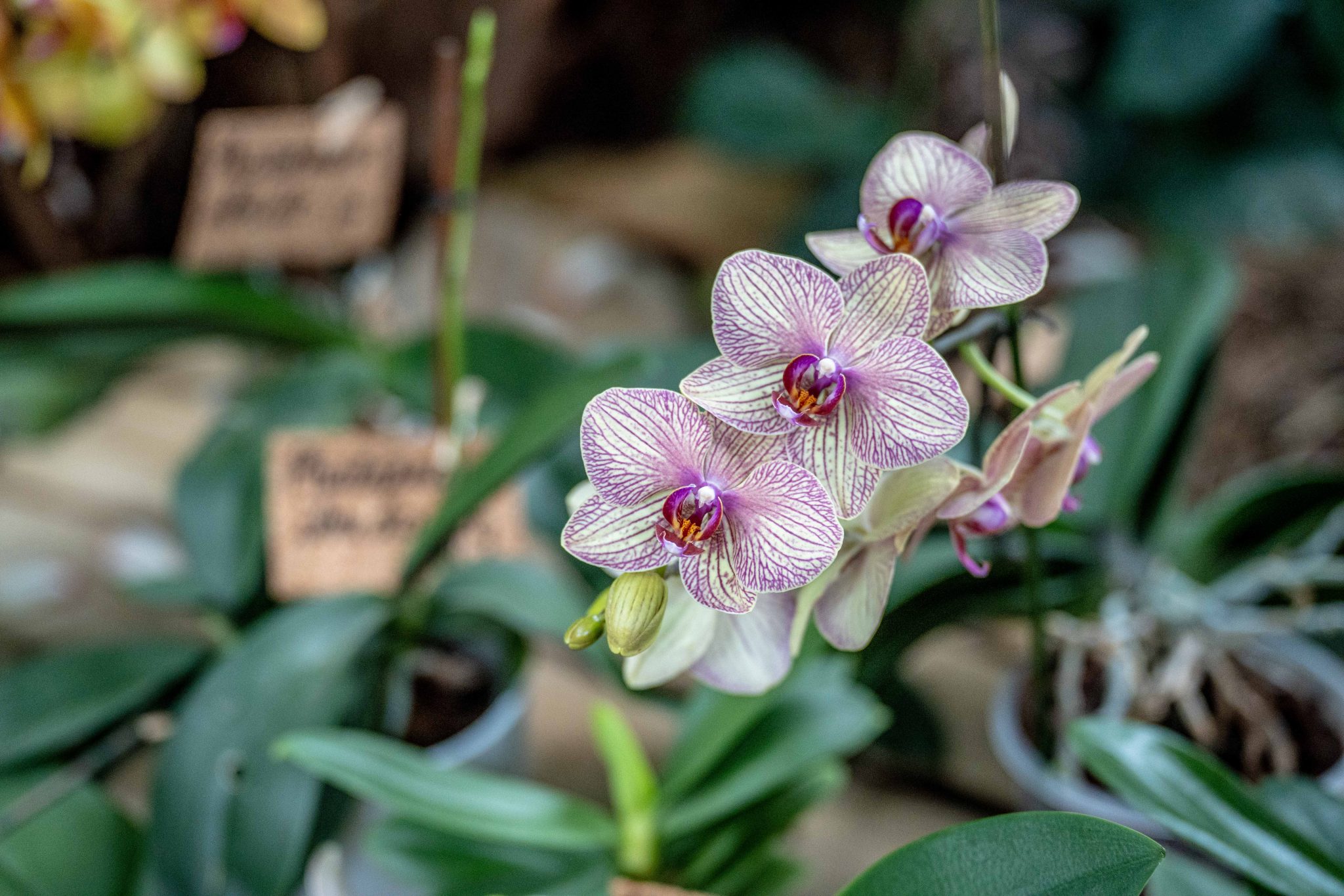 San Valentino a Palazzo delle albere