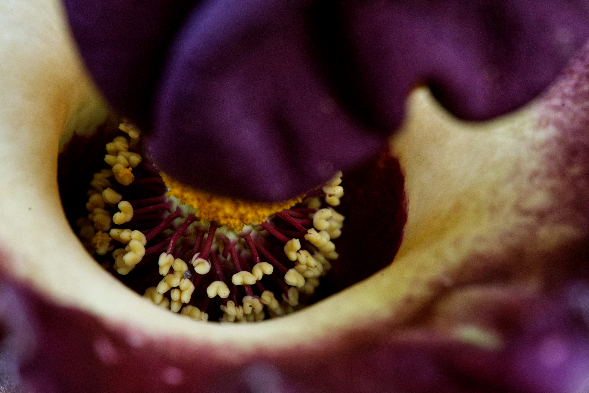 Amorphophallus paeoniifolius