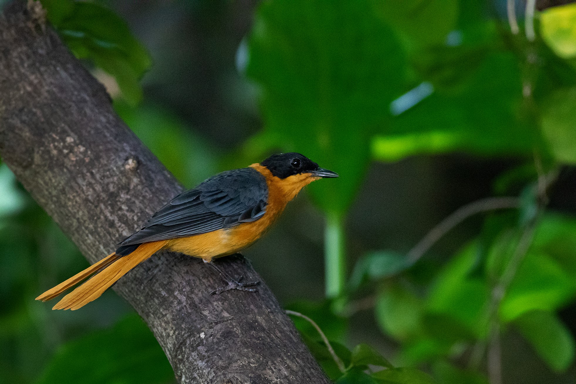 MUSE Foresta Tropicale