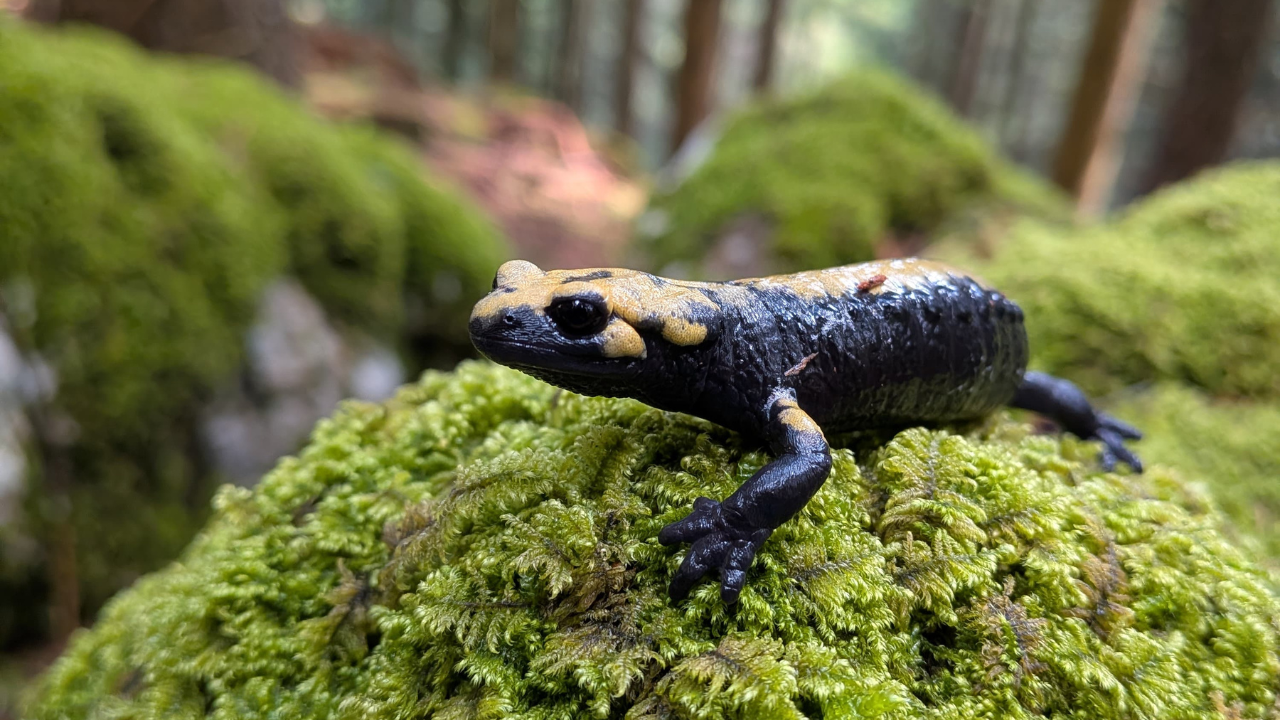 Salamandra di Aurora