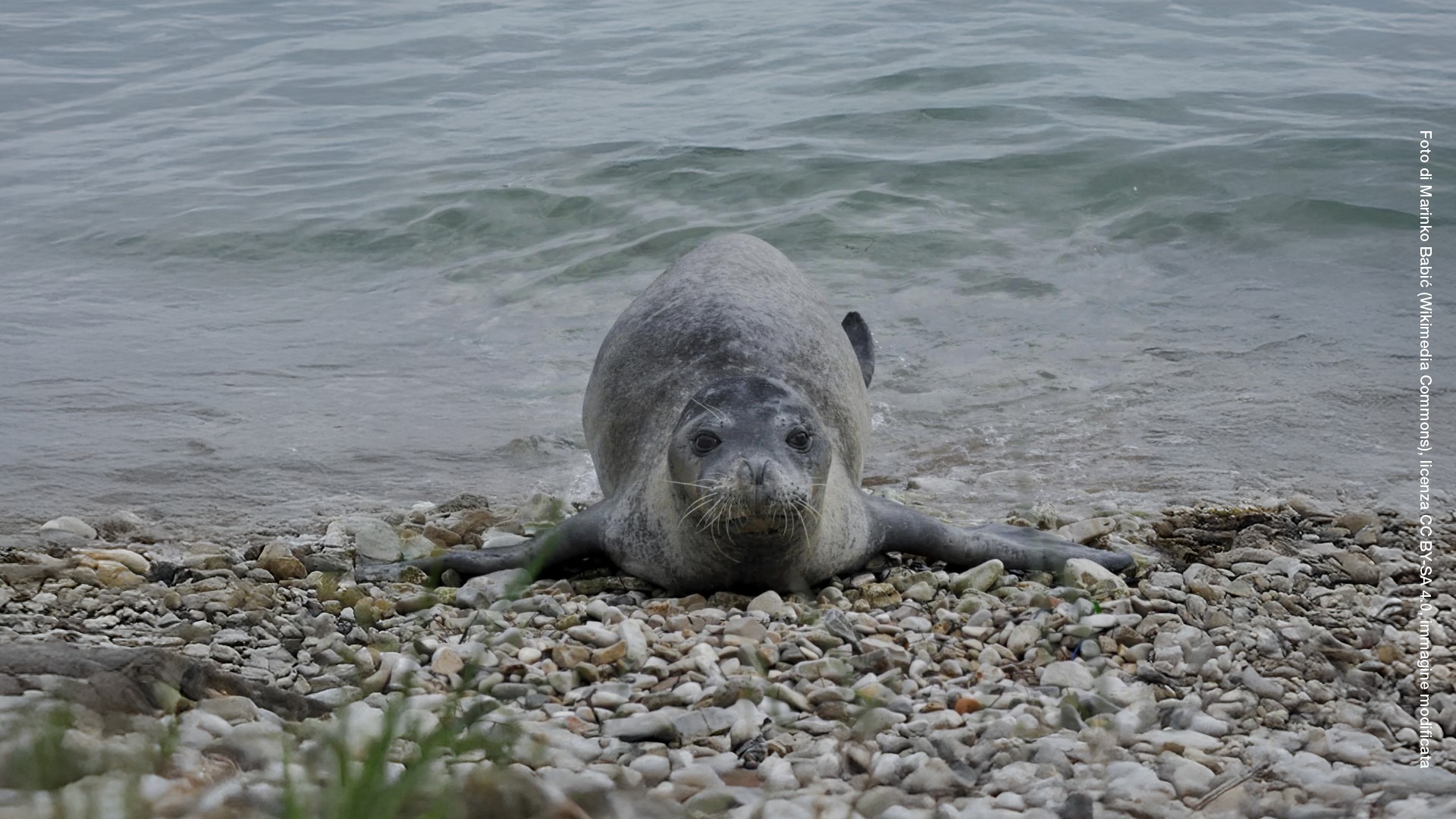Talk biodiversi - Foca Monaca