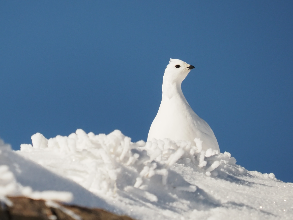 Gli uccelli di montagna sono unici