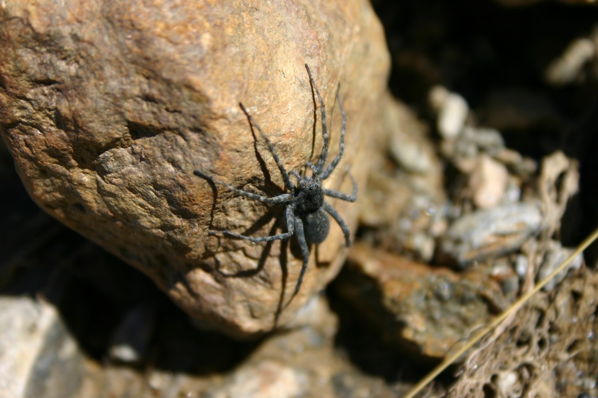 Biodiversità dei ghiacciai