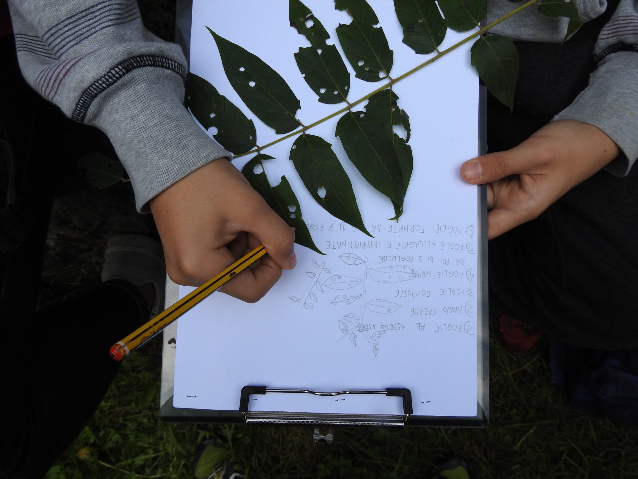 City Nature Challenge