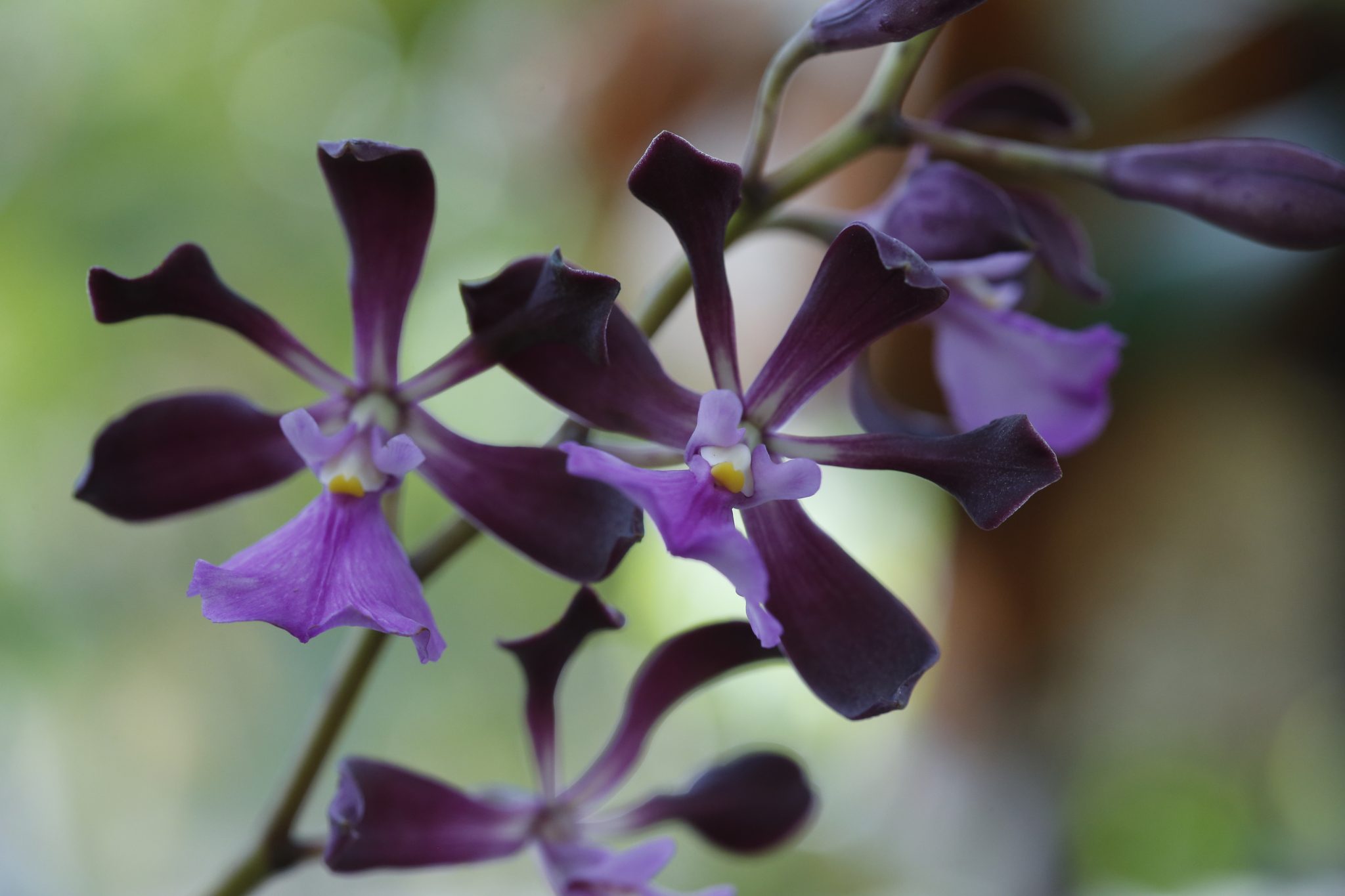 Orchidarium. Il festival dedicato al mondo delle orchidee tropicali