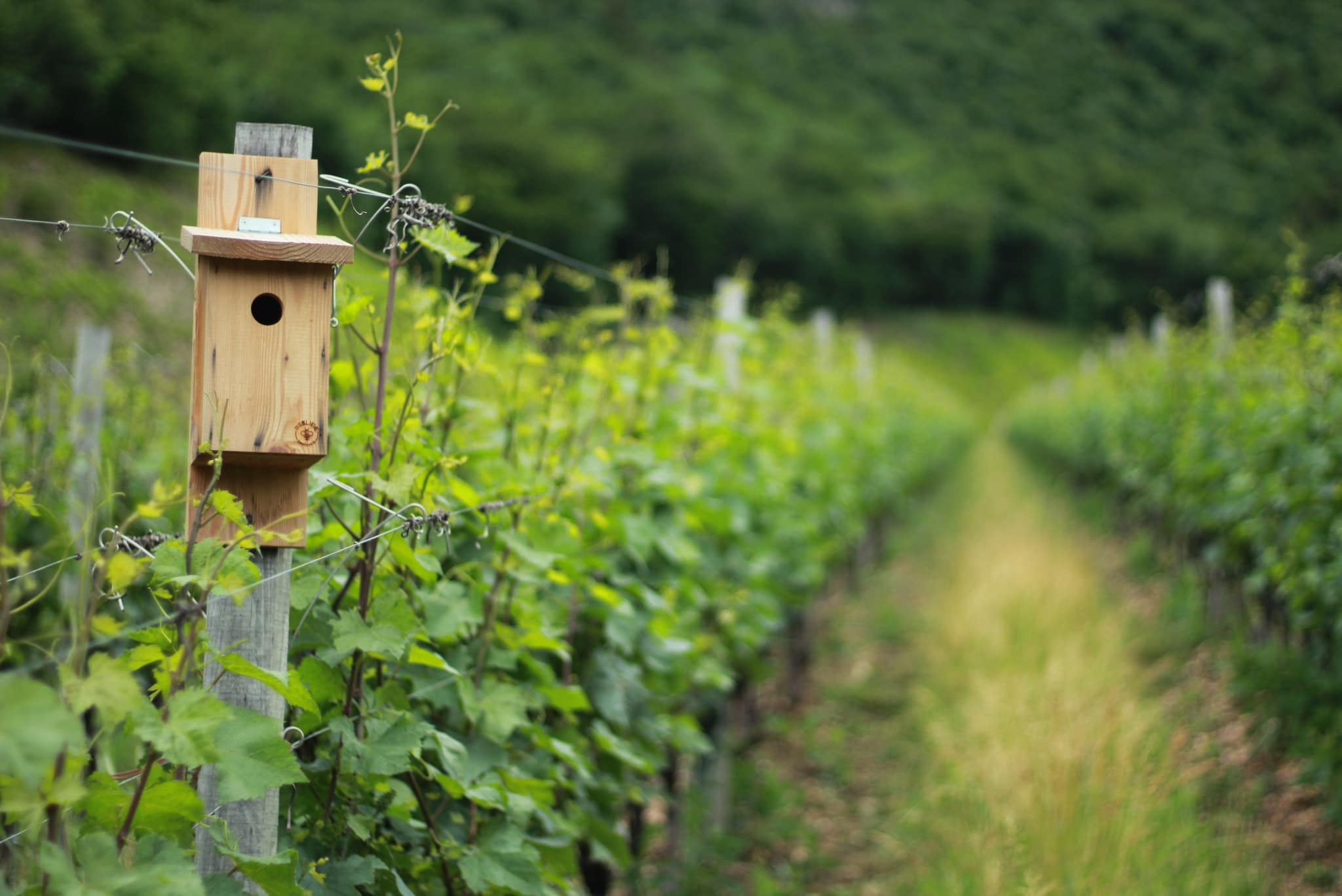 cassette nido come strumento per la tutela della biodiversità in agricoltura