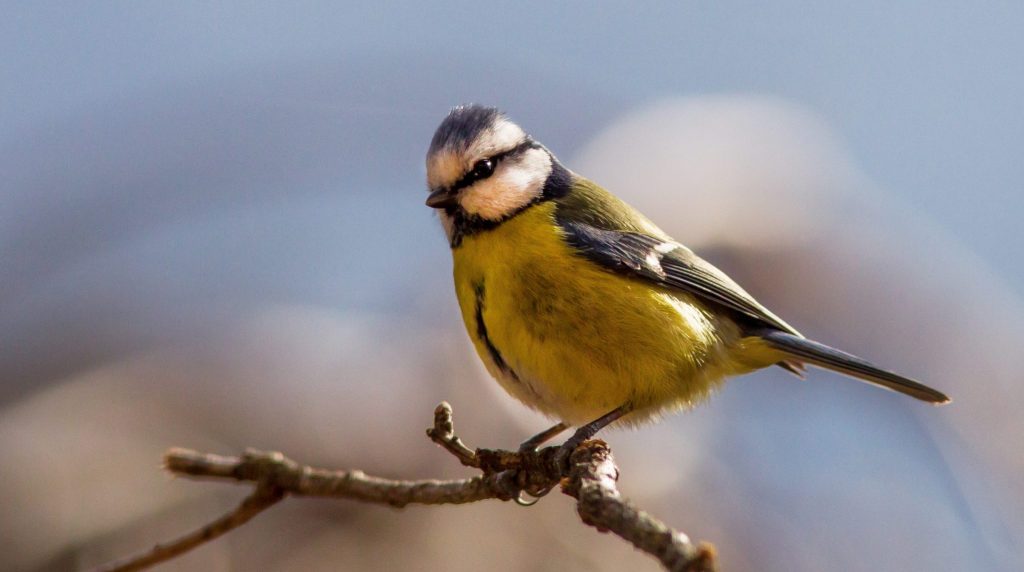 Birdwatching