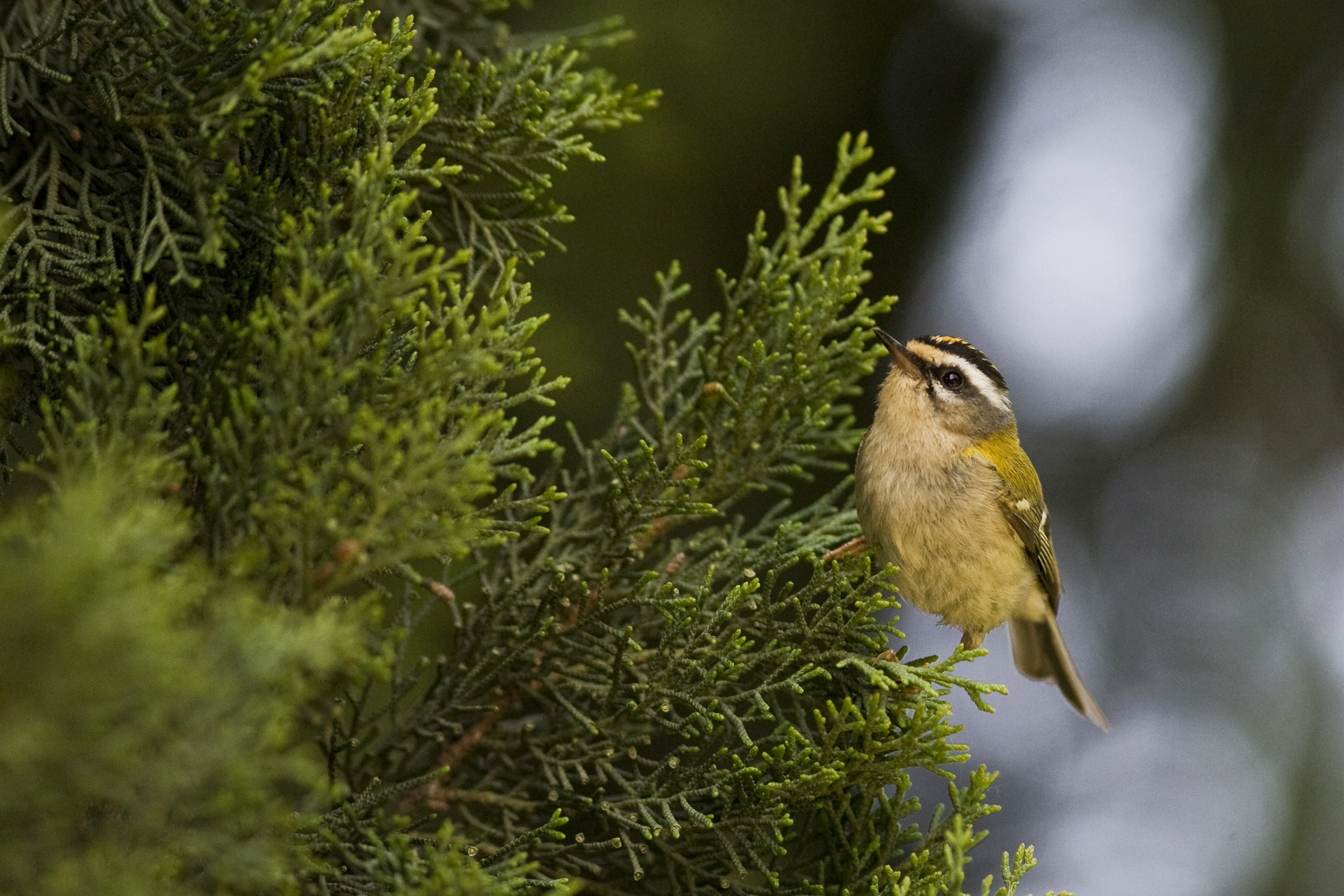 Birdwatching
