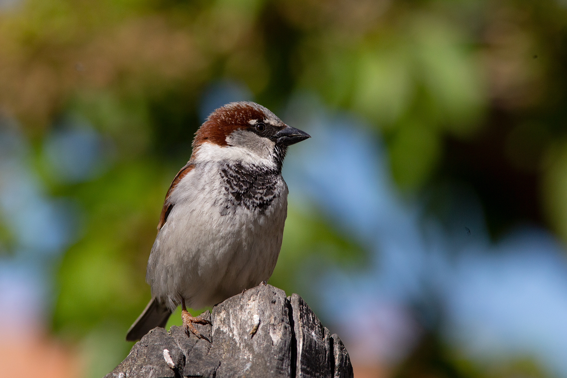 Birdwatching