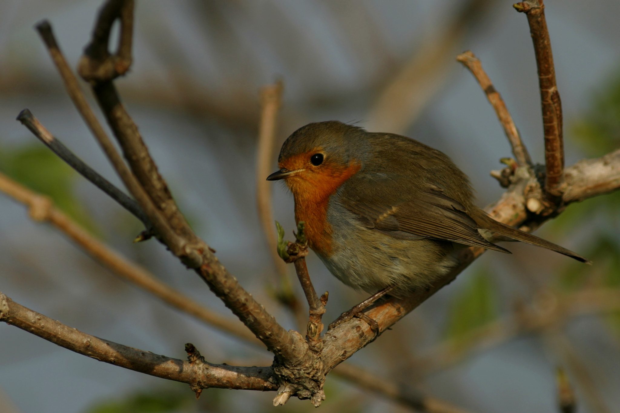 Birdwatching