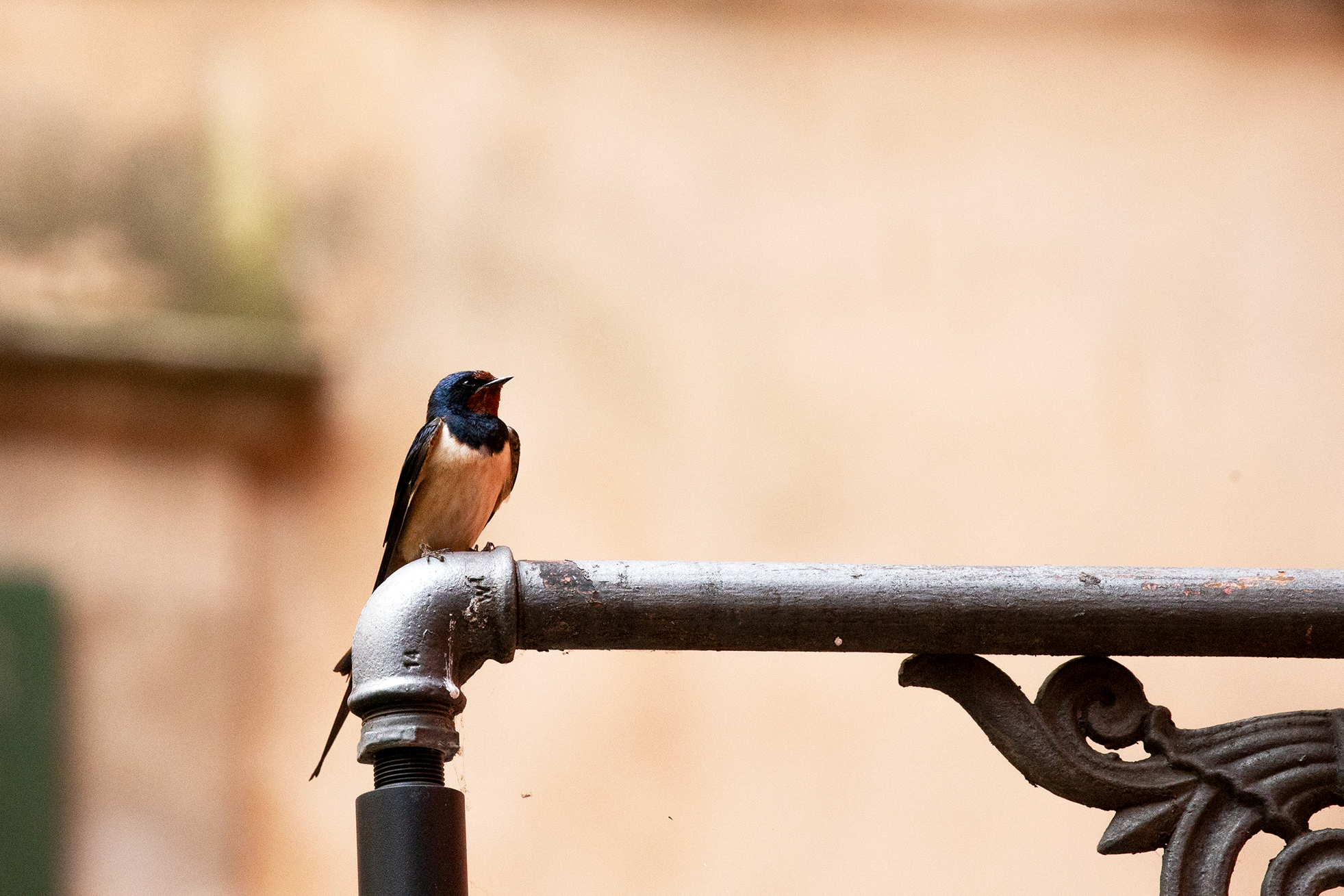 Birdwatching