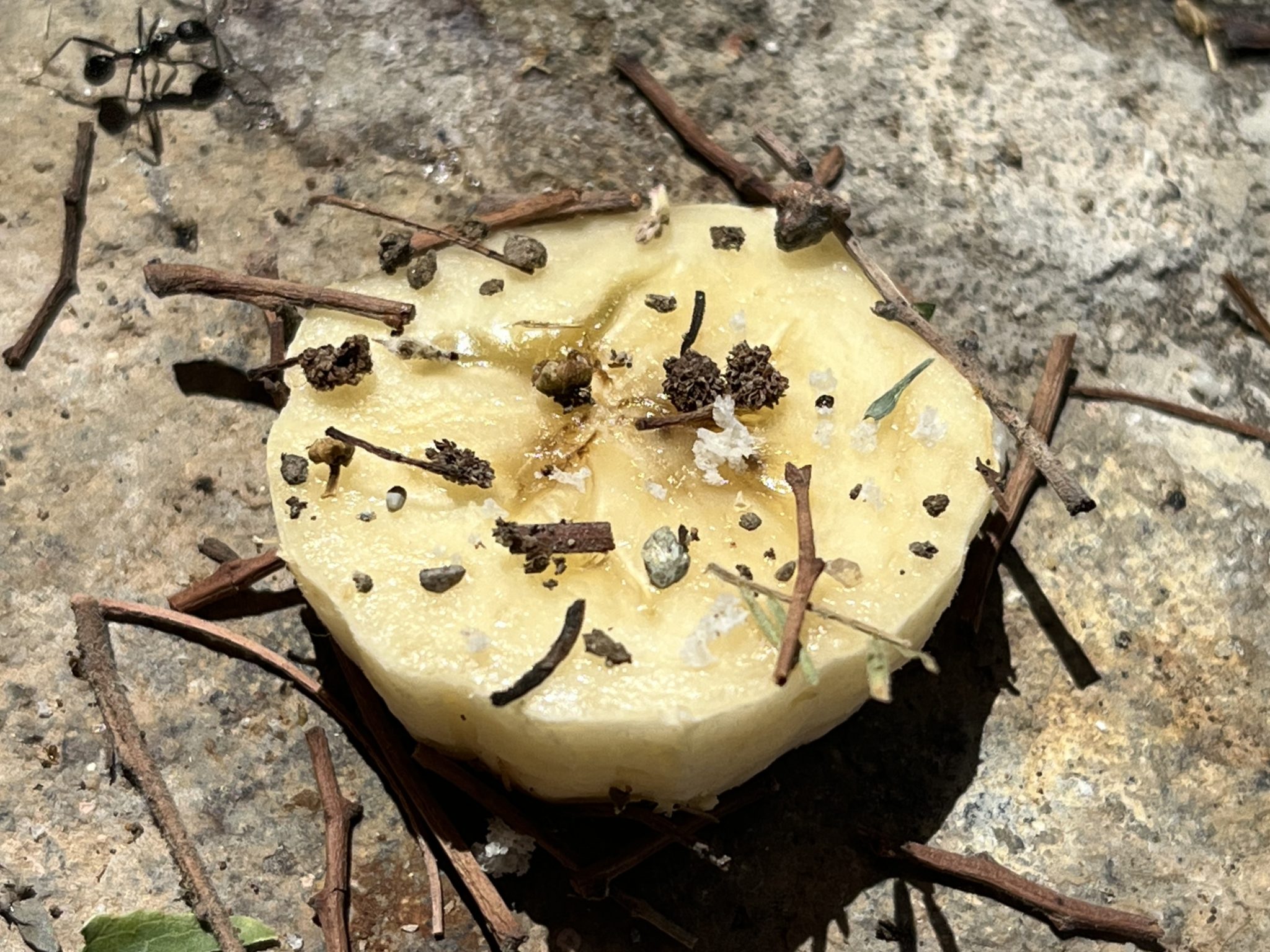 Banane, formiche e sguardi curiosi