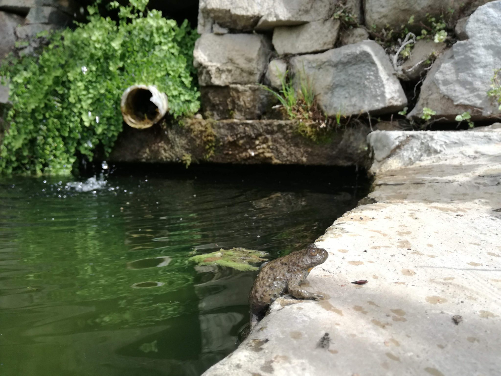 Ululone ventre giallo