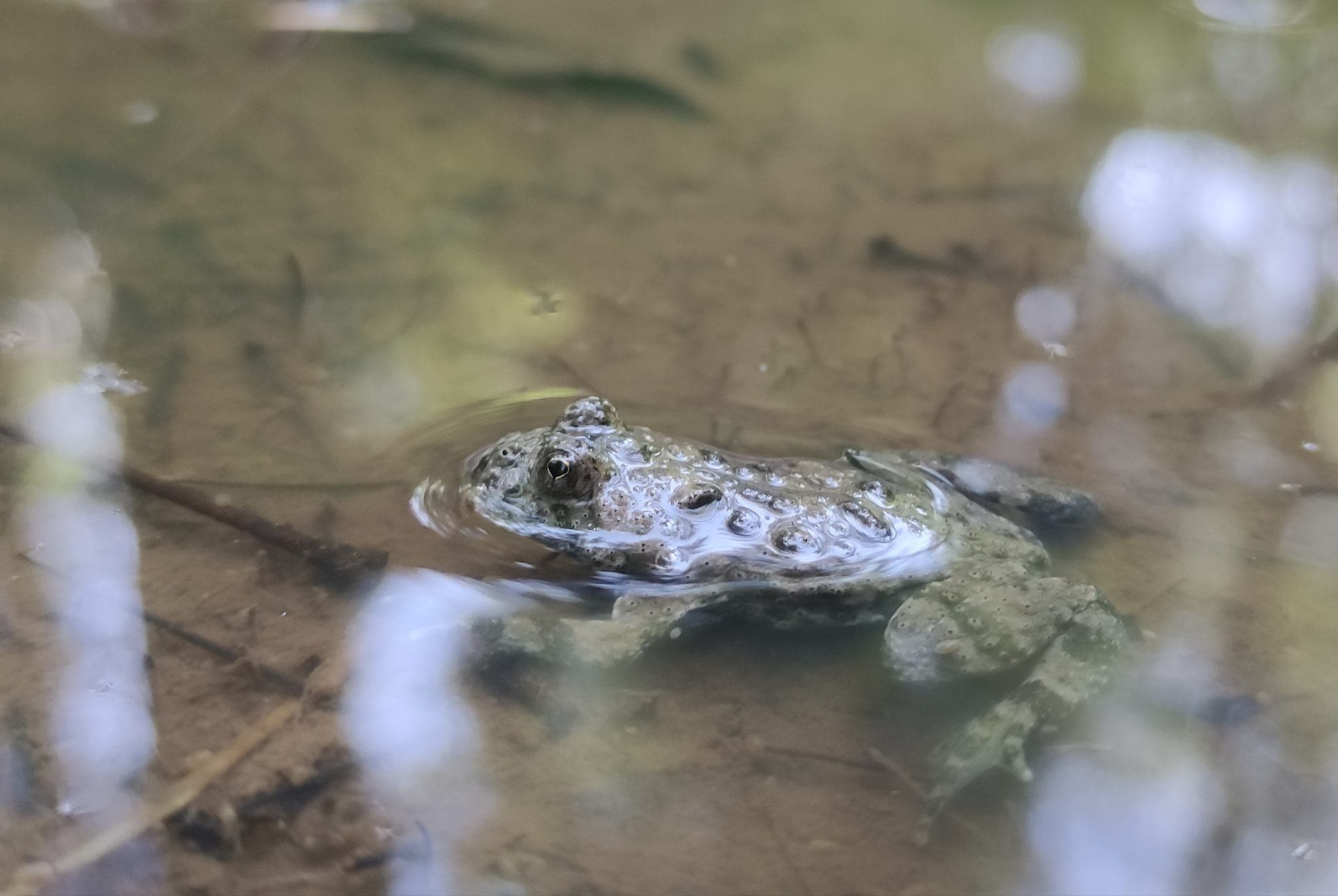 Ululone ventre giallo